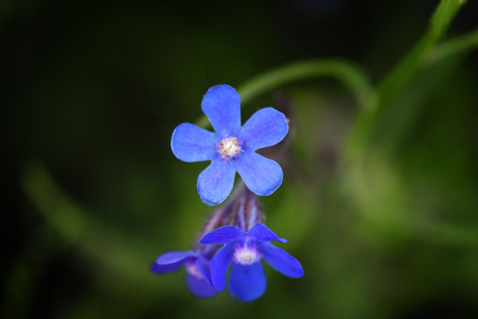 Nikon D500 sample photo. Anchusa azurea, flower, detail photography