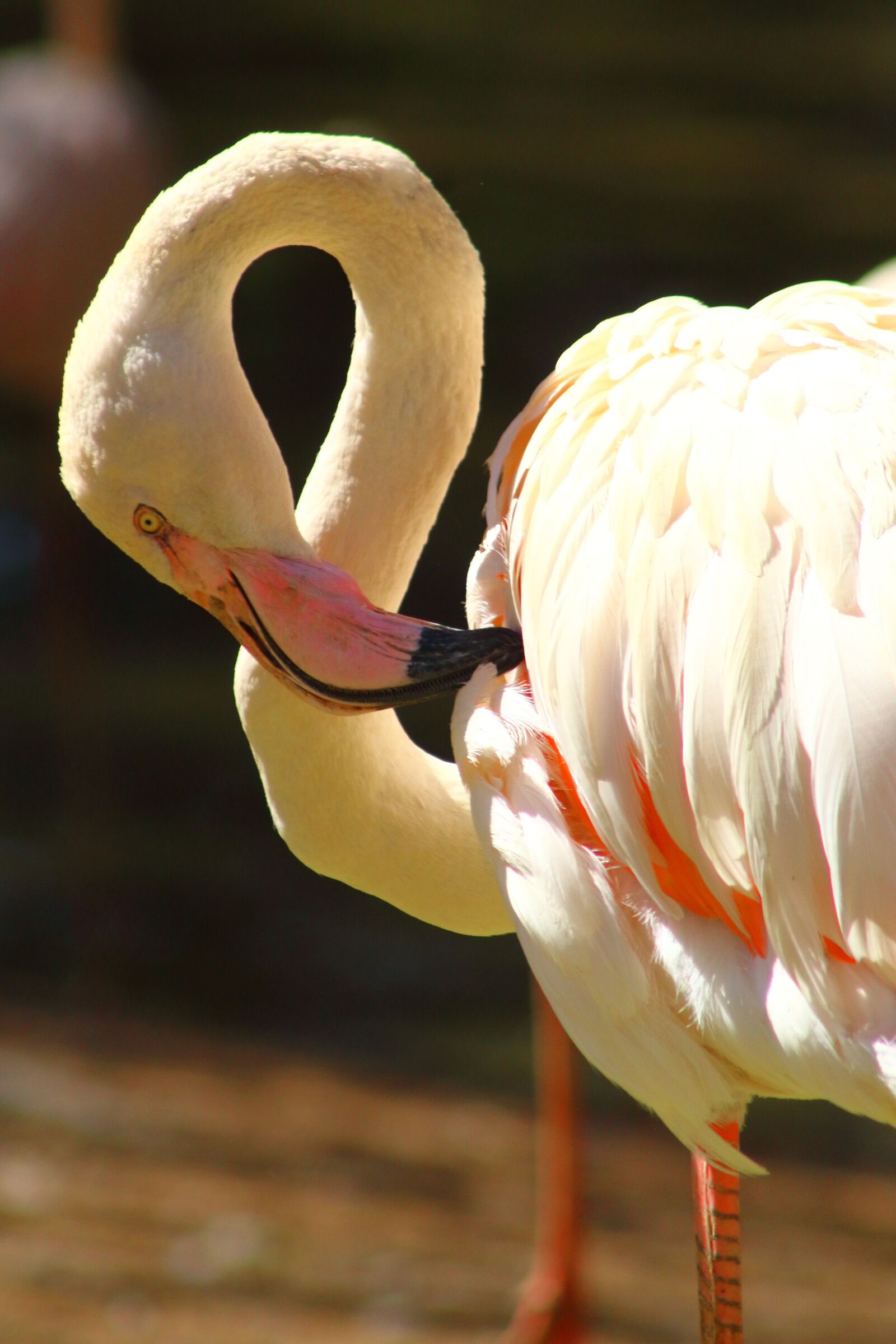 Canon EOS 1300D (EOS Rebel T6 / EOS Kiss X80) sample photo. Flamingo, beautiful, feather photography