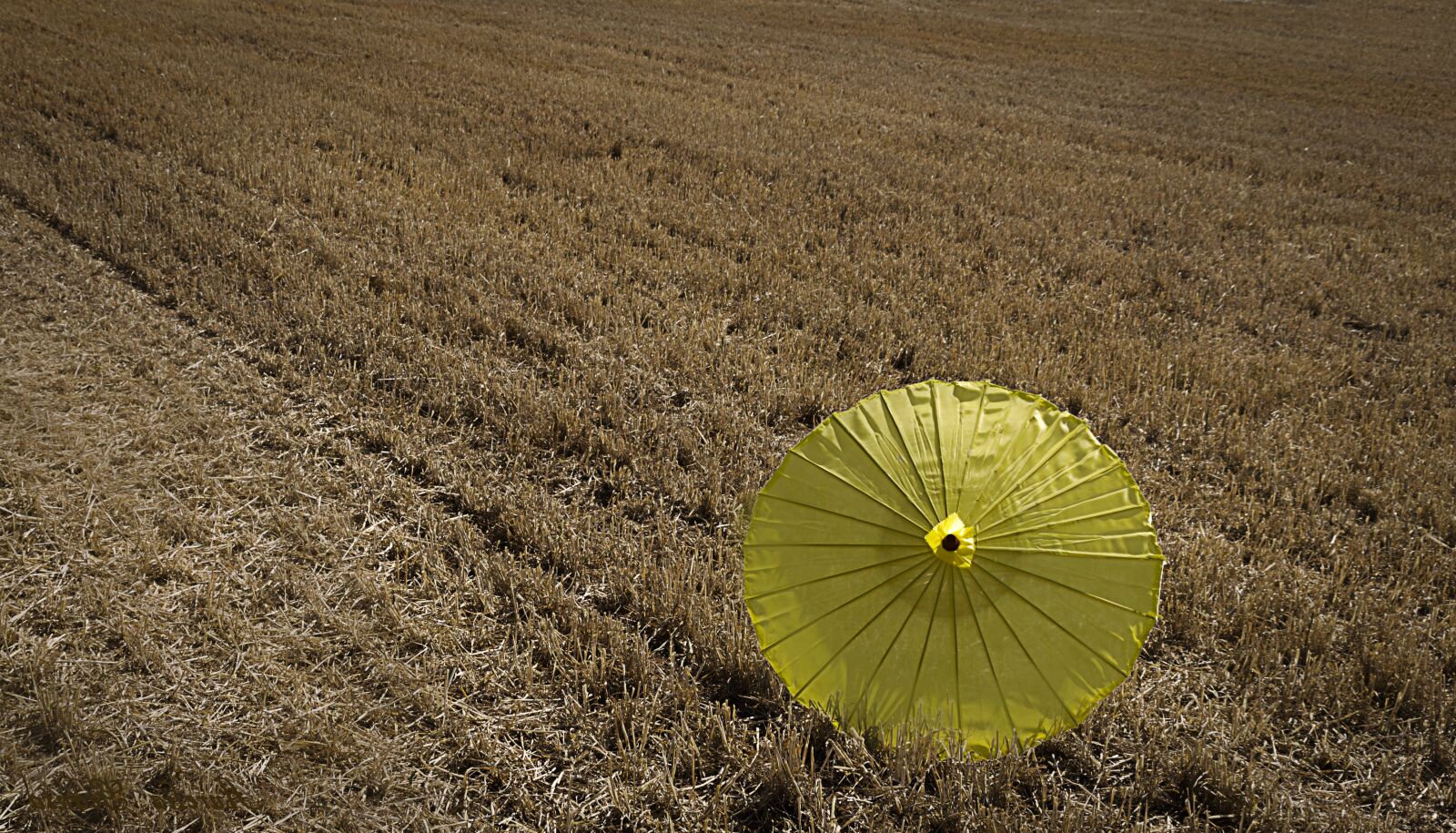 Canon EOS 700D (EOS Rebel T5i / EOS Kiss X7i) sample photo. Summer, yellow, field photography