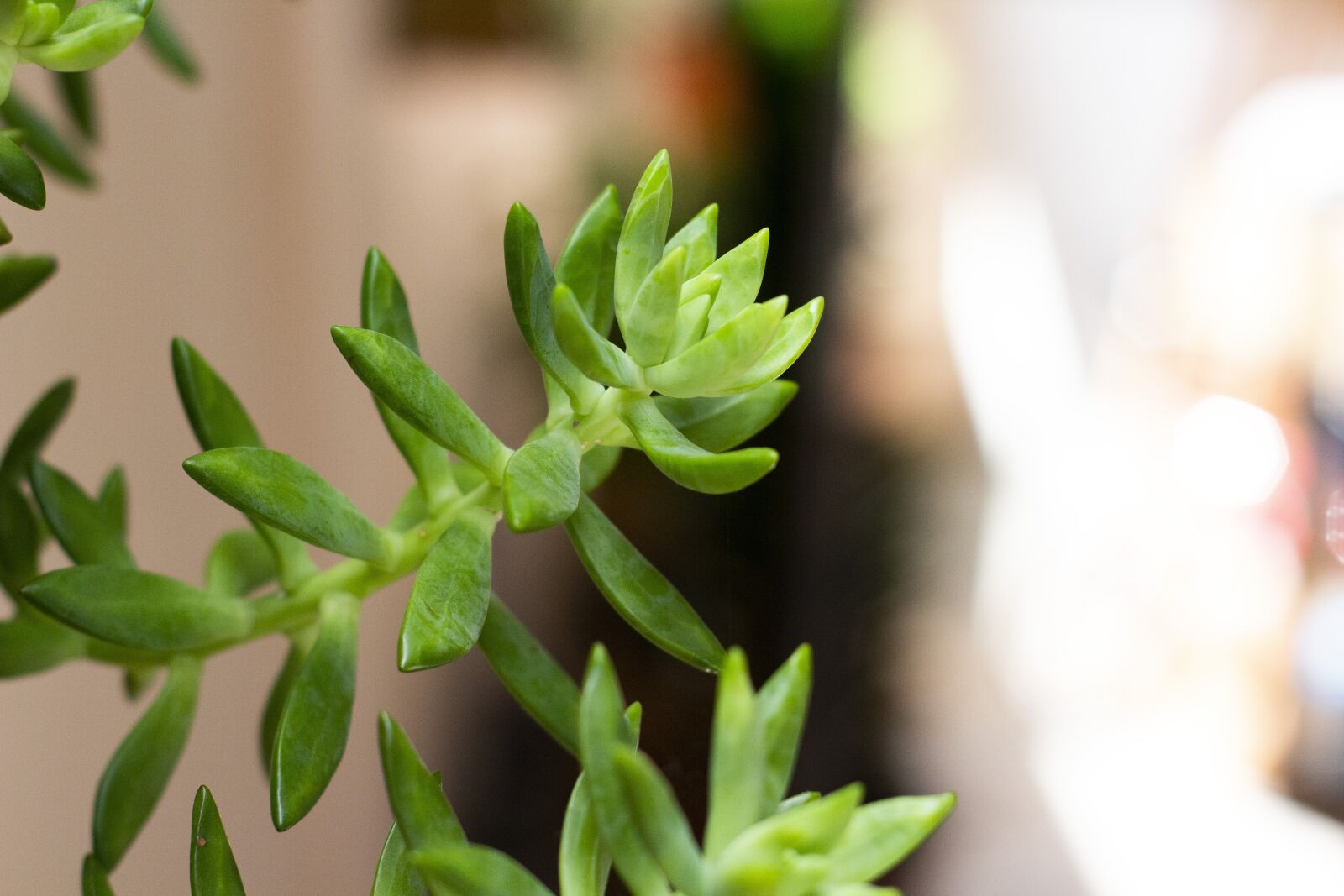 YN50mm f/1.8 II sample photo. Plants, tree, branch photography