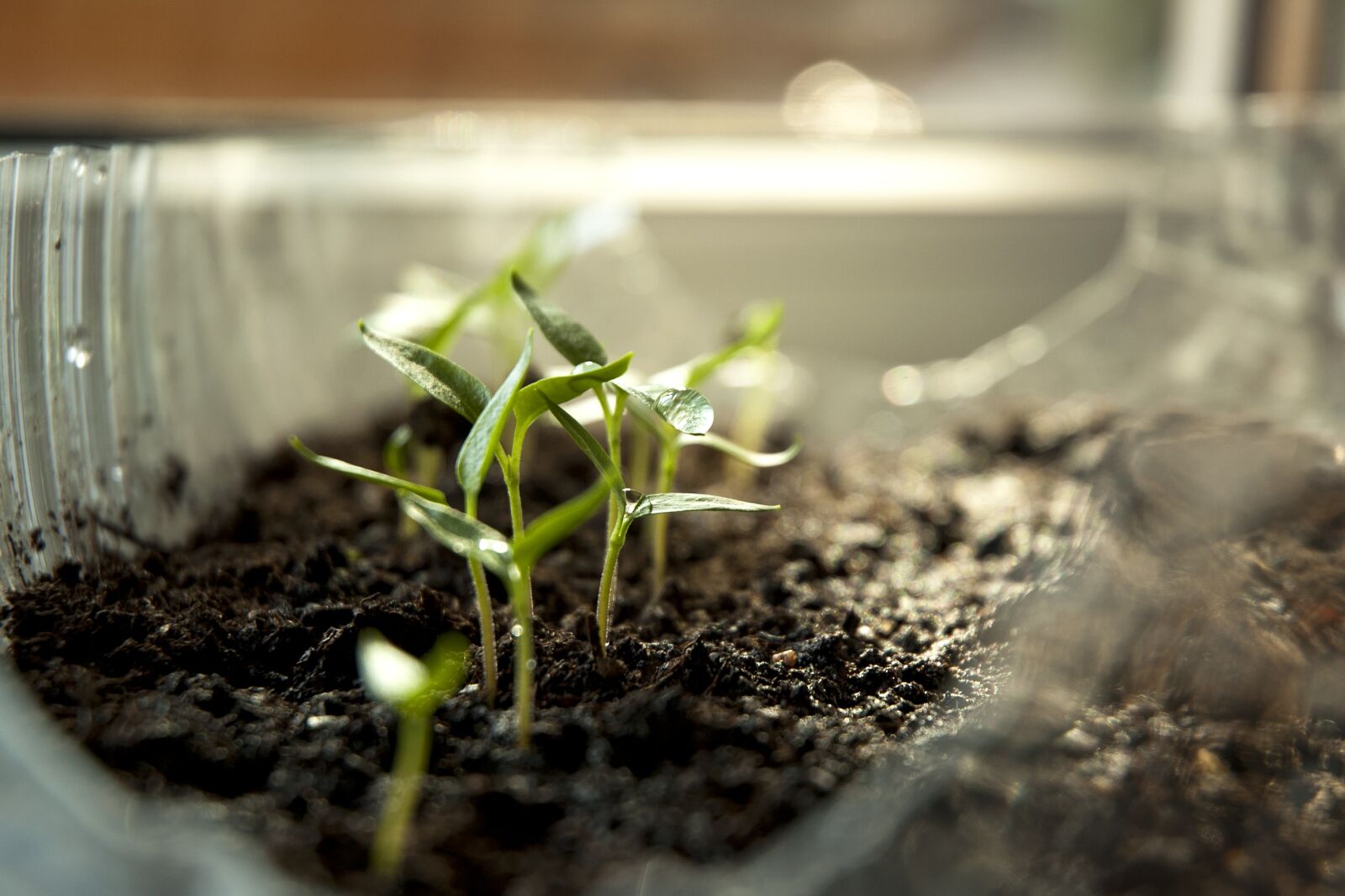 Nikon D70s sample photo. Sprout, paprika, green photography