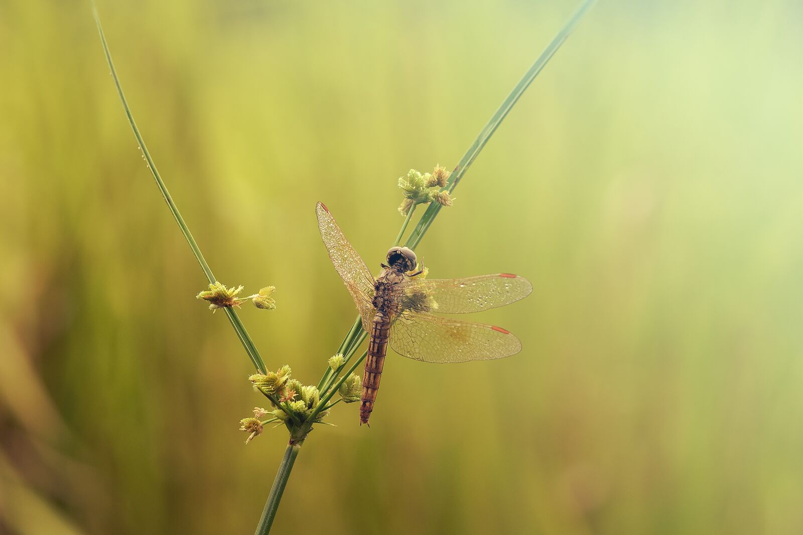 Olympus M.Zuiko Digital ED 60mm F2.8 Macro sample photo. Dragonfly, nice dragonfly, morning photography