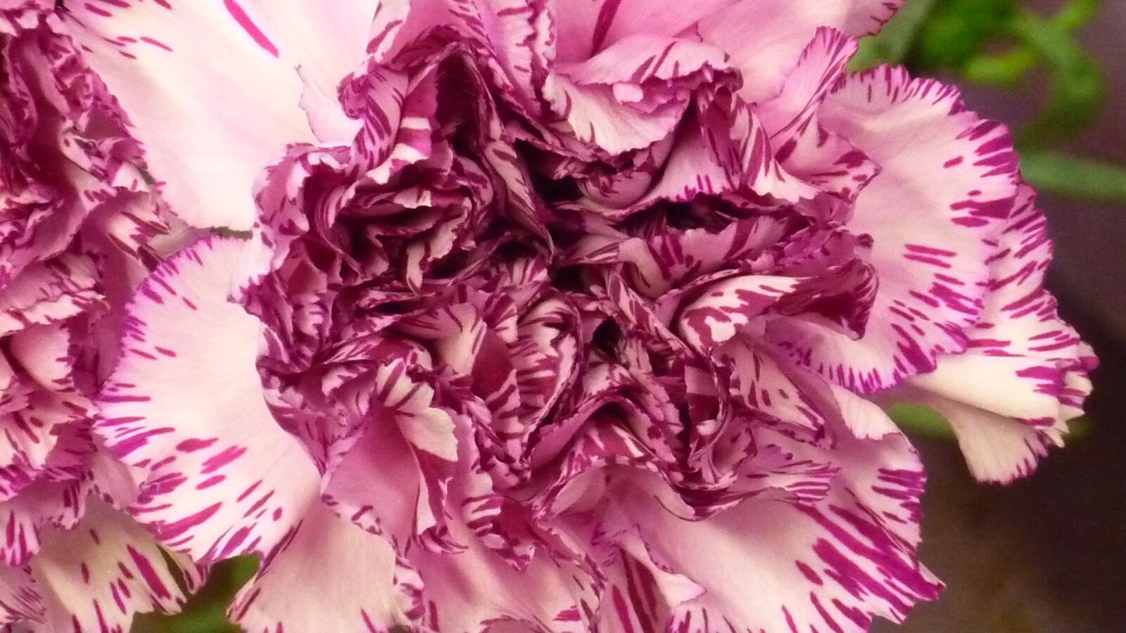 Panasonic Lumix DMC-FS6 sample photo. Carnation, flower, flower garden photography