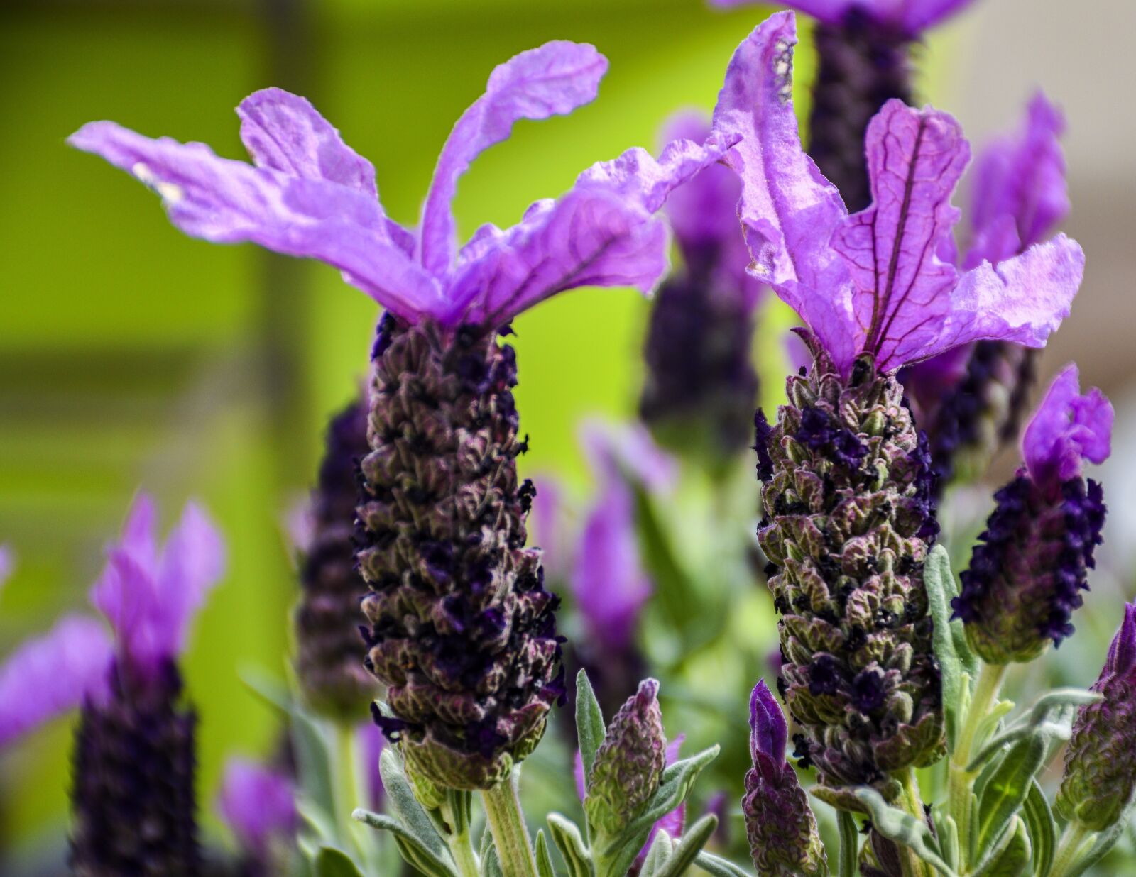 Nikon D5600 sample photo. Lavender, spanish, flowers photography