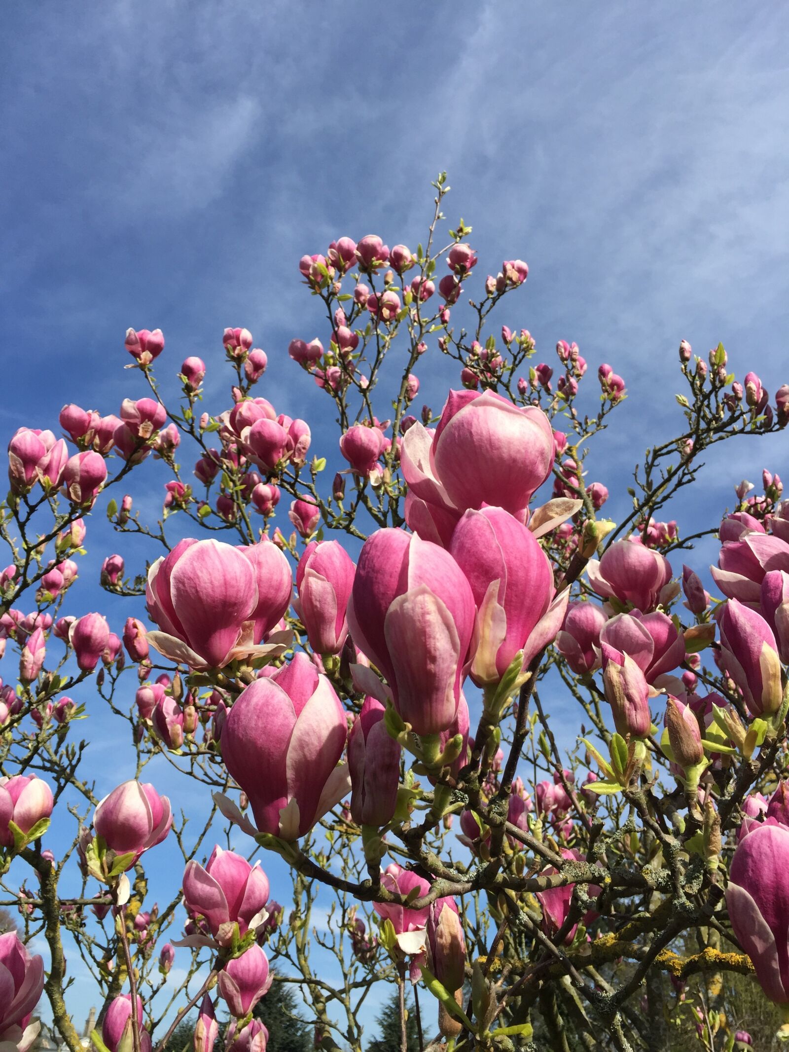 iPhone 6 Plus back camera 4.15mm f/2.2 sample photo. Magnolia, magnolia blossom, bloom photography