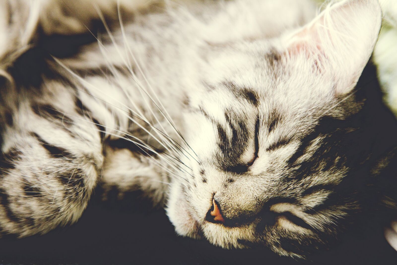 Canon EOS-1Ds Mark III sample photo. Cat, sweet, pet photography