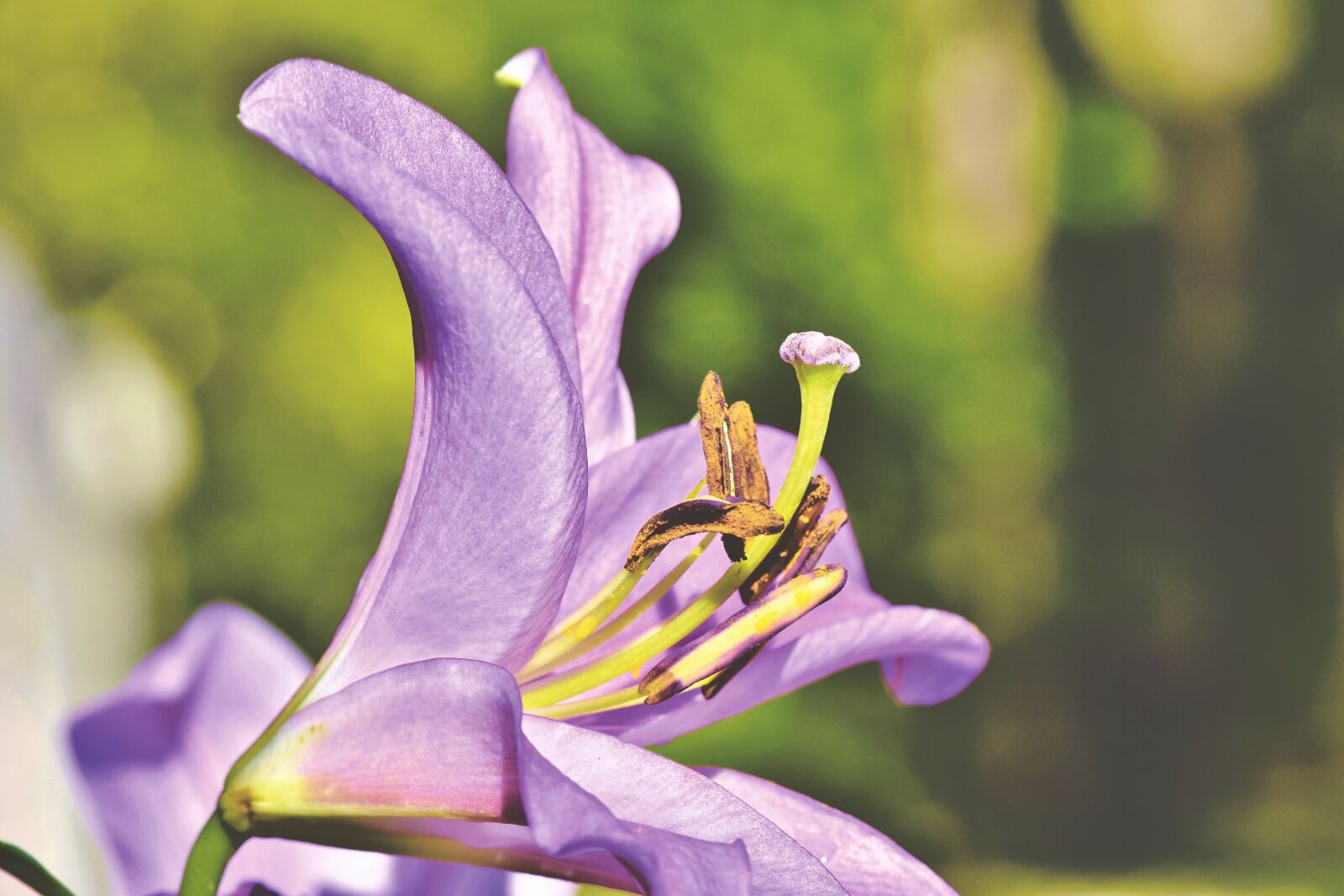 Nikon D7200 sample photo. Lily, blossom, bloom photography