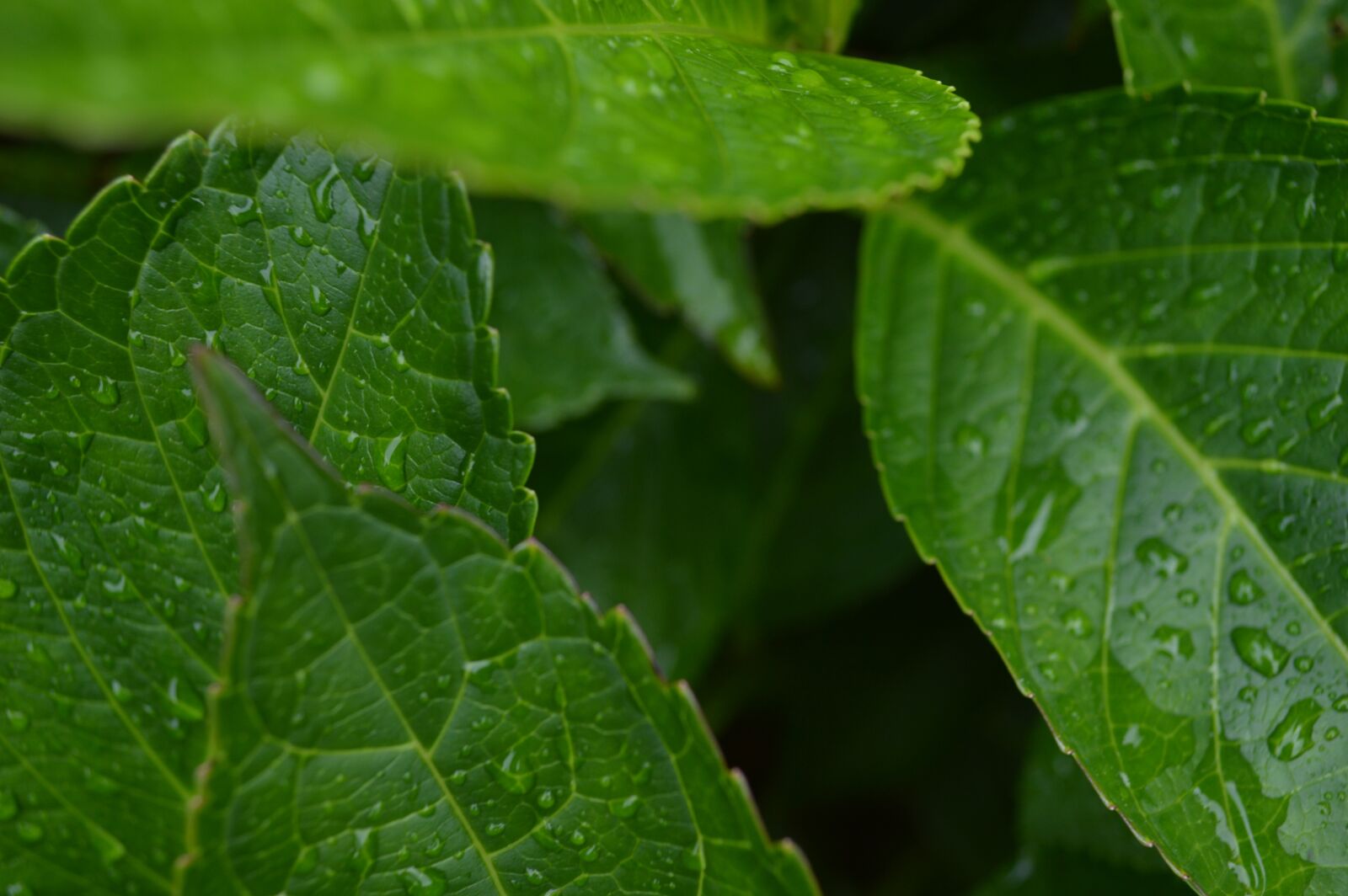 Nikon D3200 sample photo. Close, up, of, wet photography