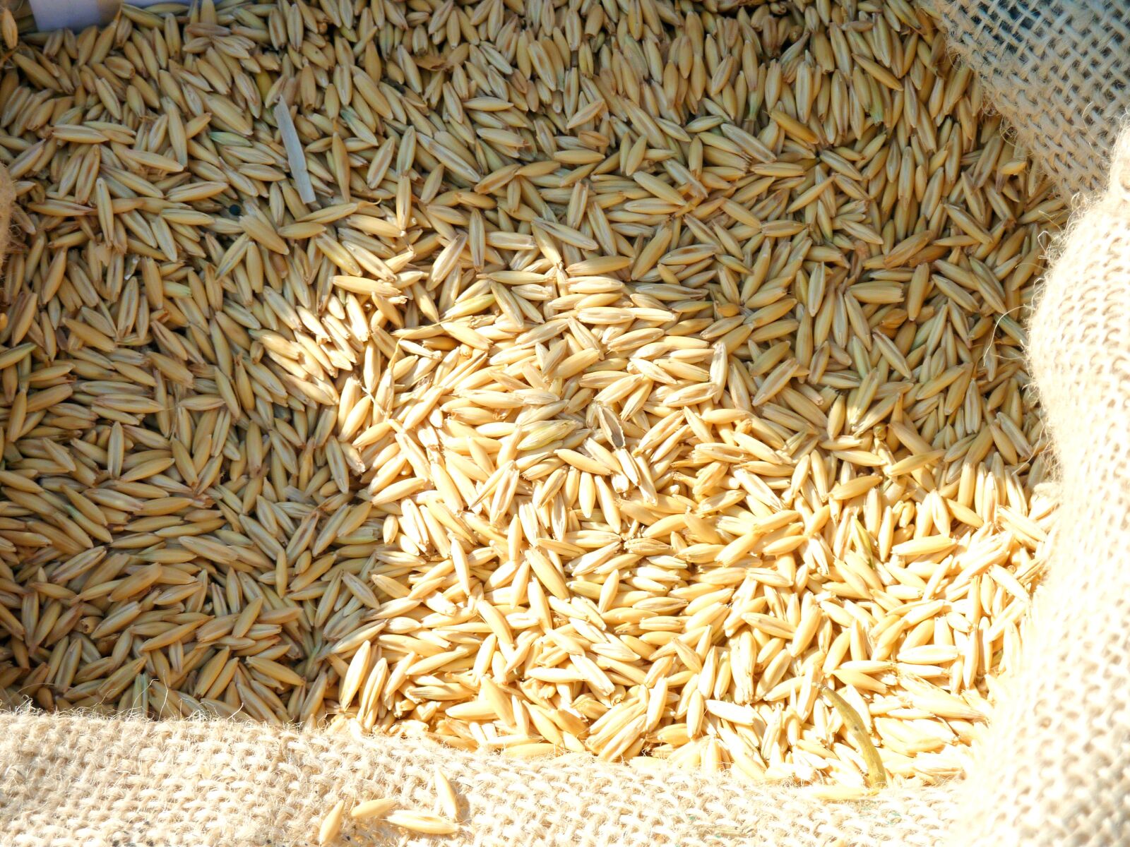 Panasonic DMC-TZ7 sample photo. Cereals, grain, wheat photography