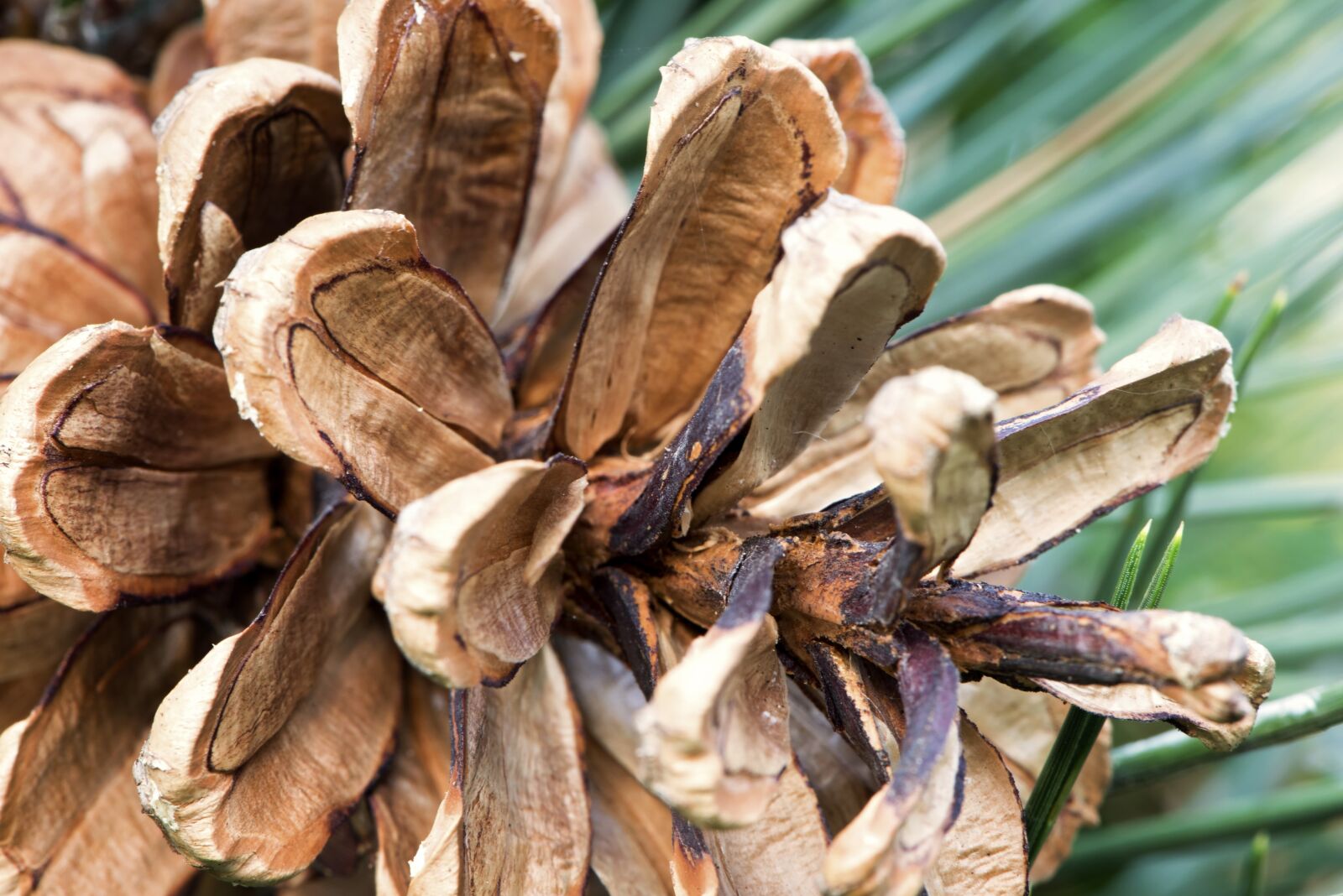 Nikon D810 sample photo. Pine, cone, macro photography