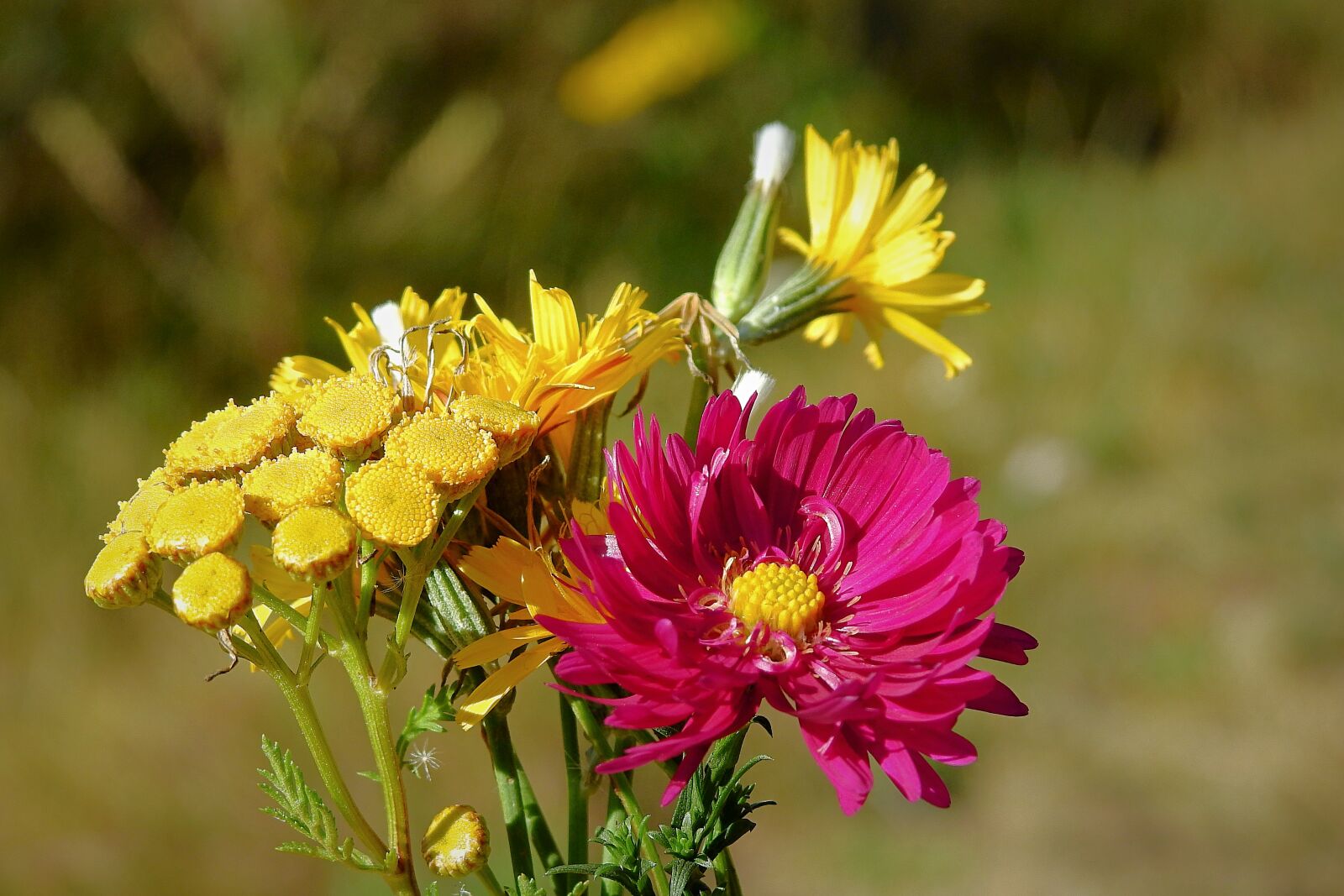 Nikon Coolpix P900 sample photo. Bouquet, flowers, autumn photography
