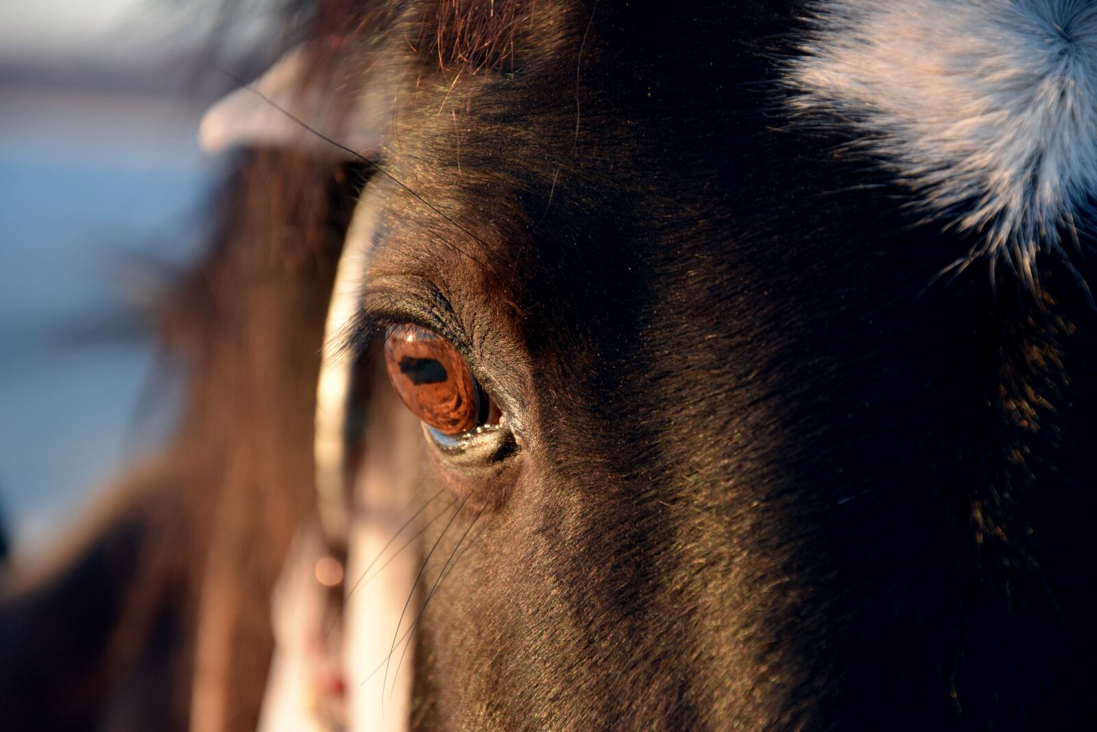 Nikon D3300 sample photo. Eye, horse, portrait photography