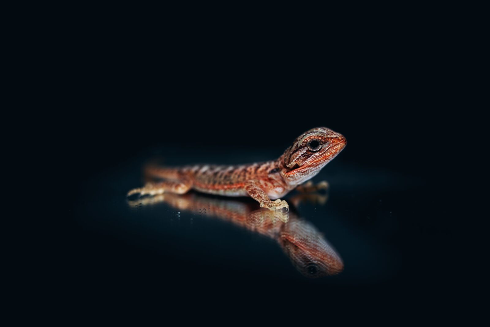 Canon EOS 50D + Canon EF 35mm F2 sample photo. Bearded agama, agama, bearded photography