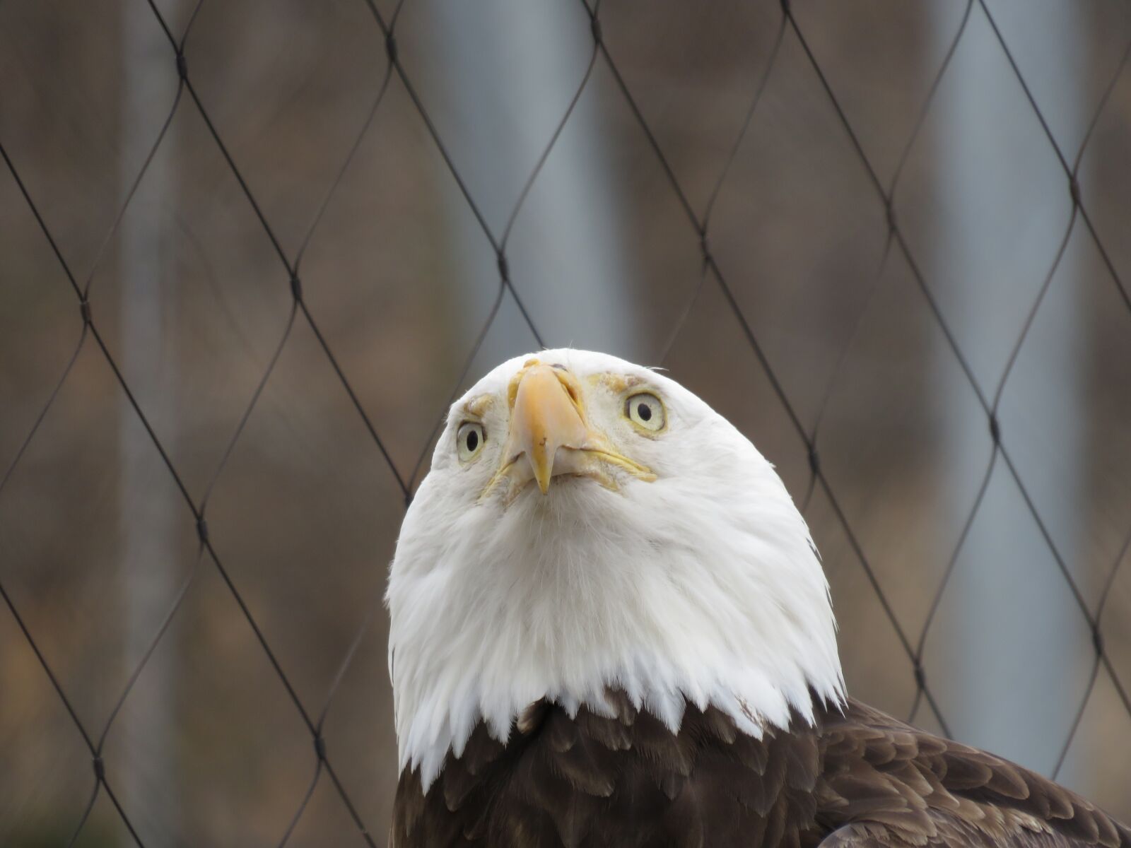 Canon PowerShot SX540 HS sample photo. Eagle, bald, bald eagle photography