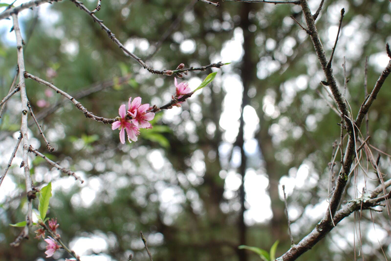 Nikon D80 sample photo. Blossom, flower, spring photography
