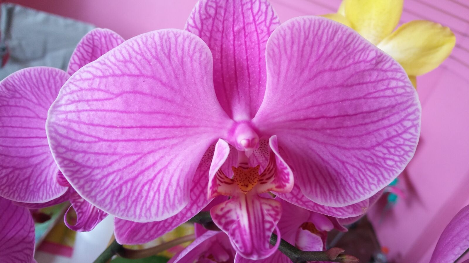 LG STYLO 2 sample photo. Purple, orchid, bloom photography