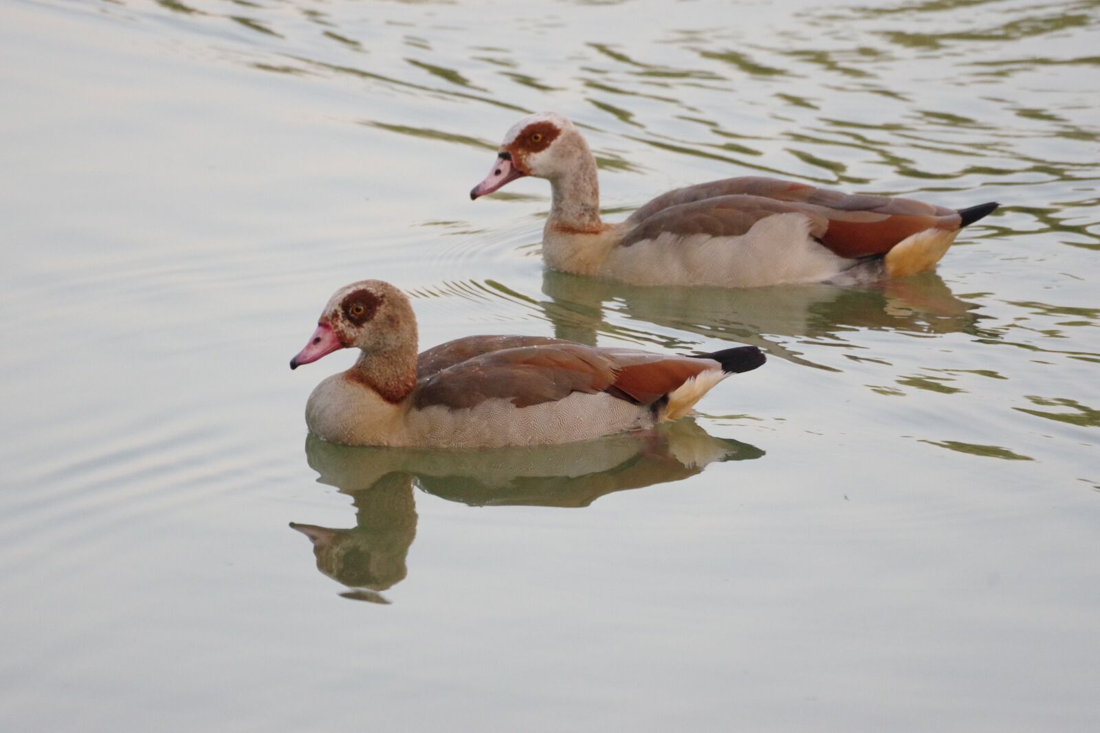 Pentax K-70 sample photo. Nilgans, water bird, nature photography