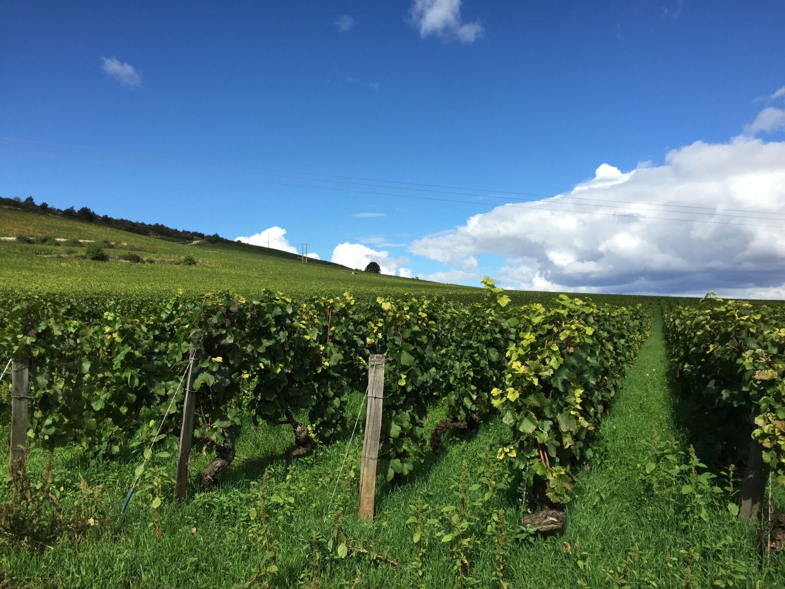 Apple iPhone 6 sample photo. Vineyard, burgundy, france photography
