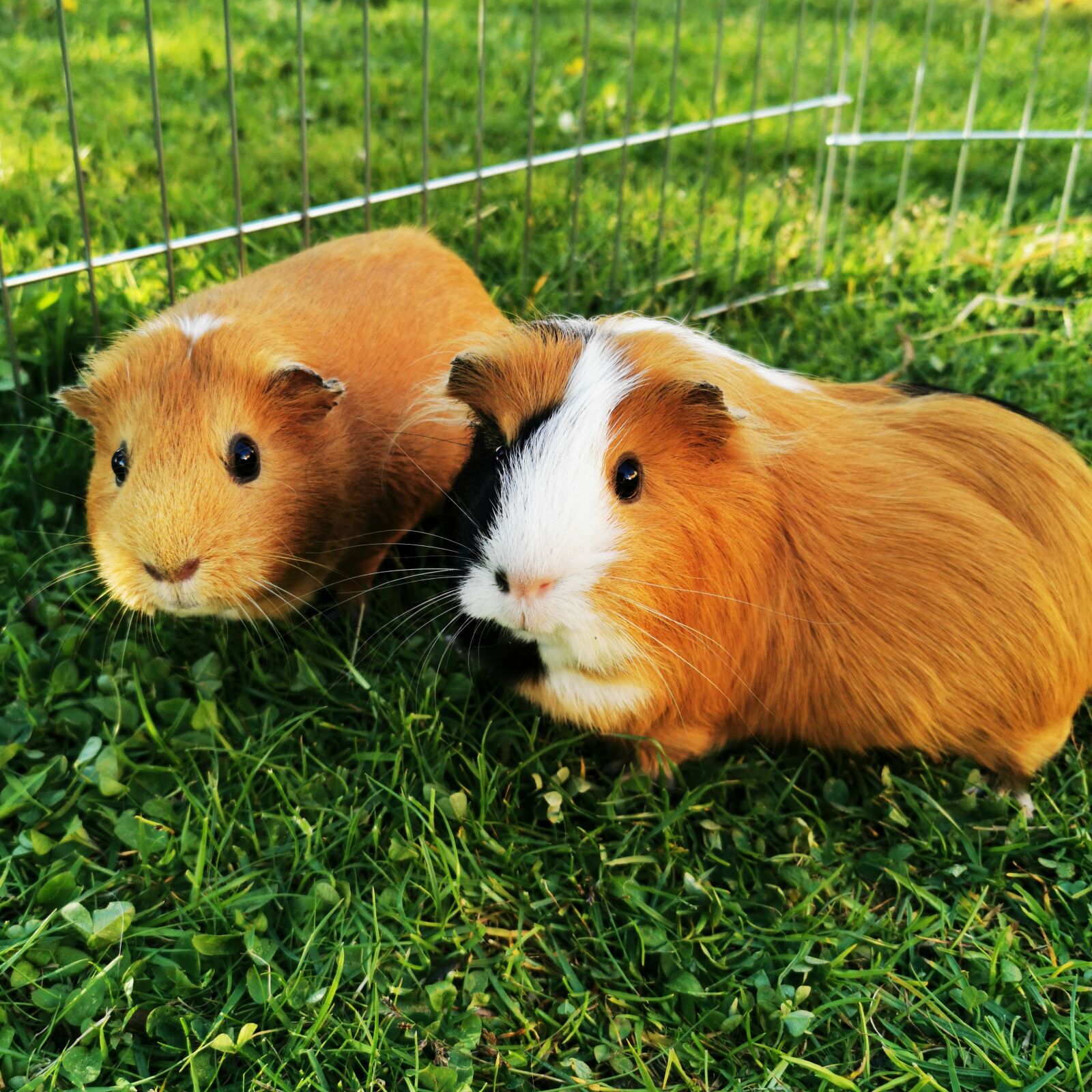 HUAWEI P30 Pro sample photo. Guinea pig, sweet, paula photography