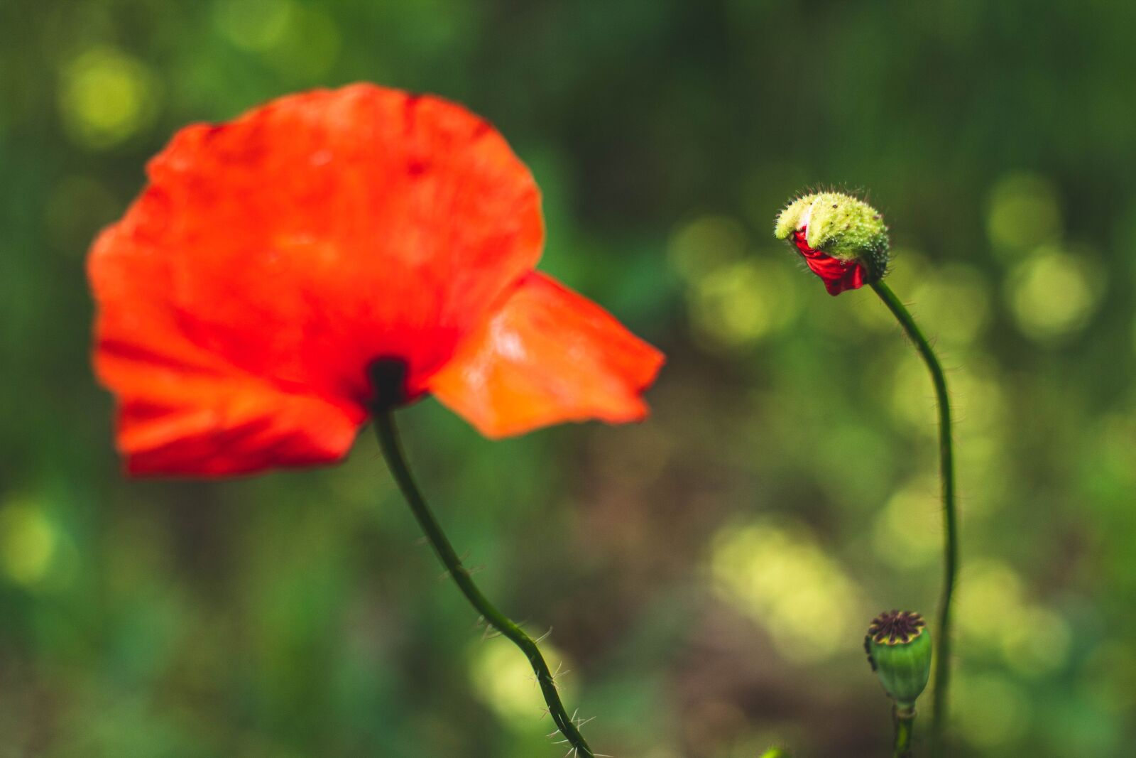 Canon EOS 1300D (EOS Rebel T6 / EOS Kiss X80) sample photo. Poppies, red, nature photography