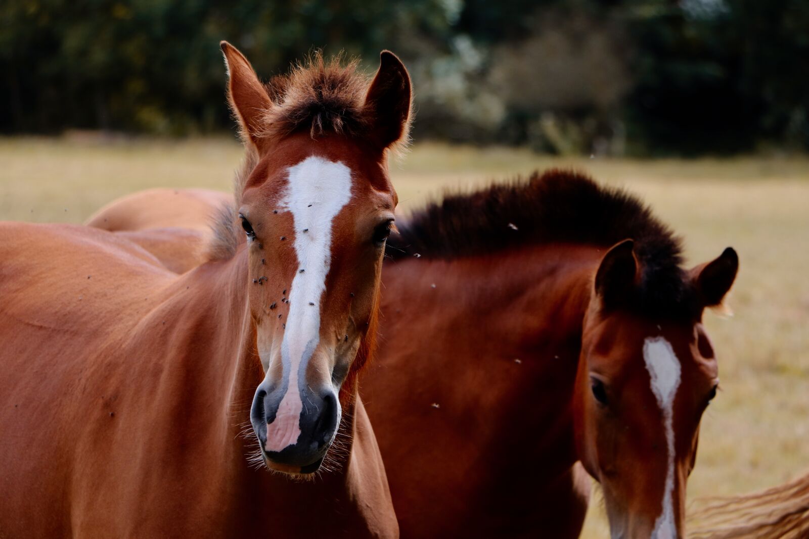 Canon EOS 800D (EOS Rebel T7i / EOS Kiss X9i) sample photo. Horse, field, pre photography