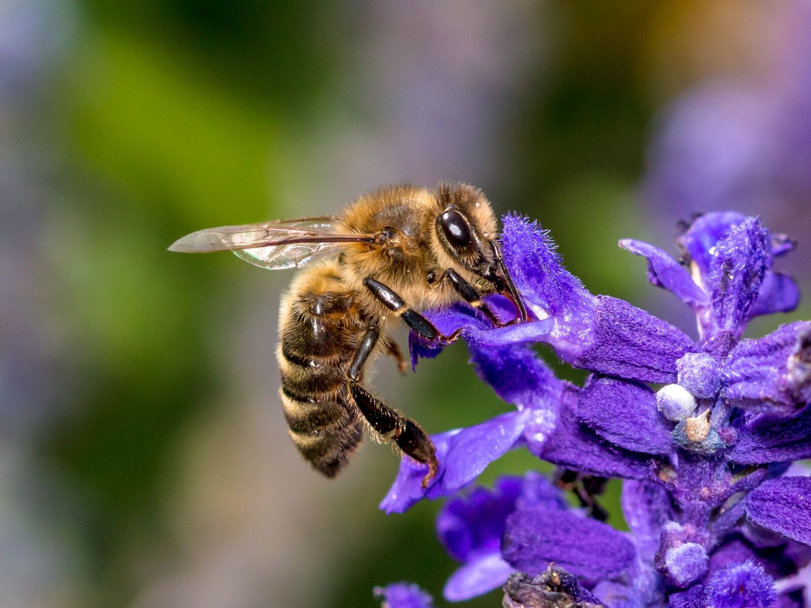 Canon EOS 70D sample photo. Bee, flower, insect photography