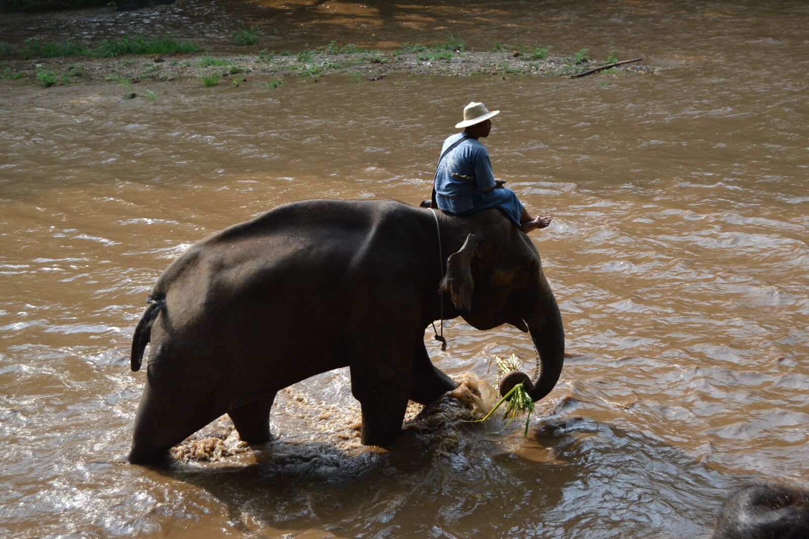 Nikon D3100 sample photo. Camp elephants, elephant, thailand photography