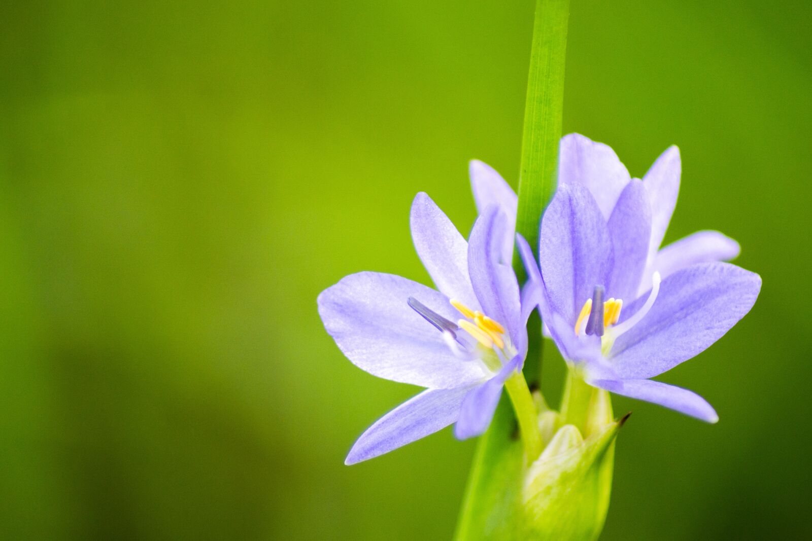 Nikon D3100 sample photo. Flower, micro, closeup photography