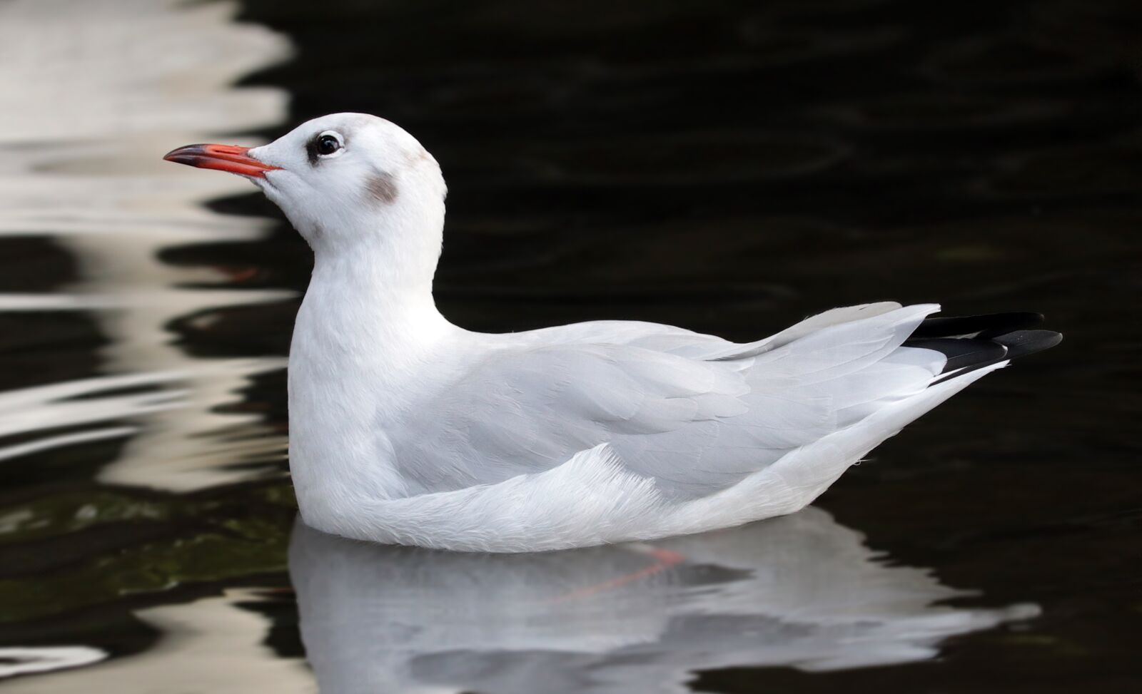 Canon EOS 80D sample photo. Seagull, bird, water bird photography