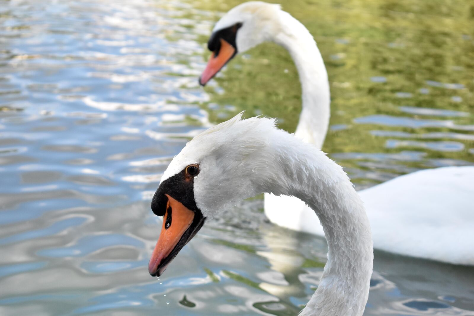 Nikon D3500 sample photo. Swan, swans, lake photography