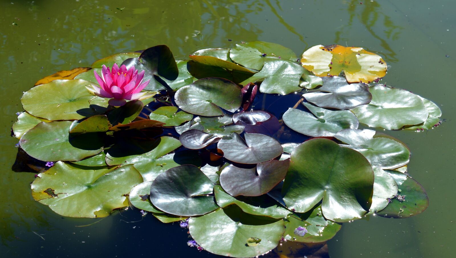 Nikon D3200 sample photo. Water lily, pink, blossom photography