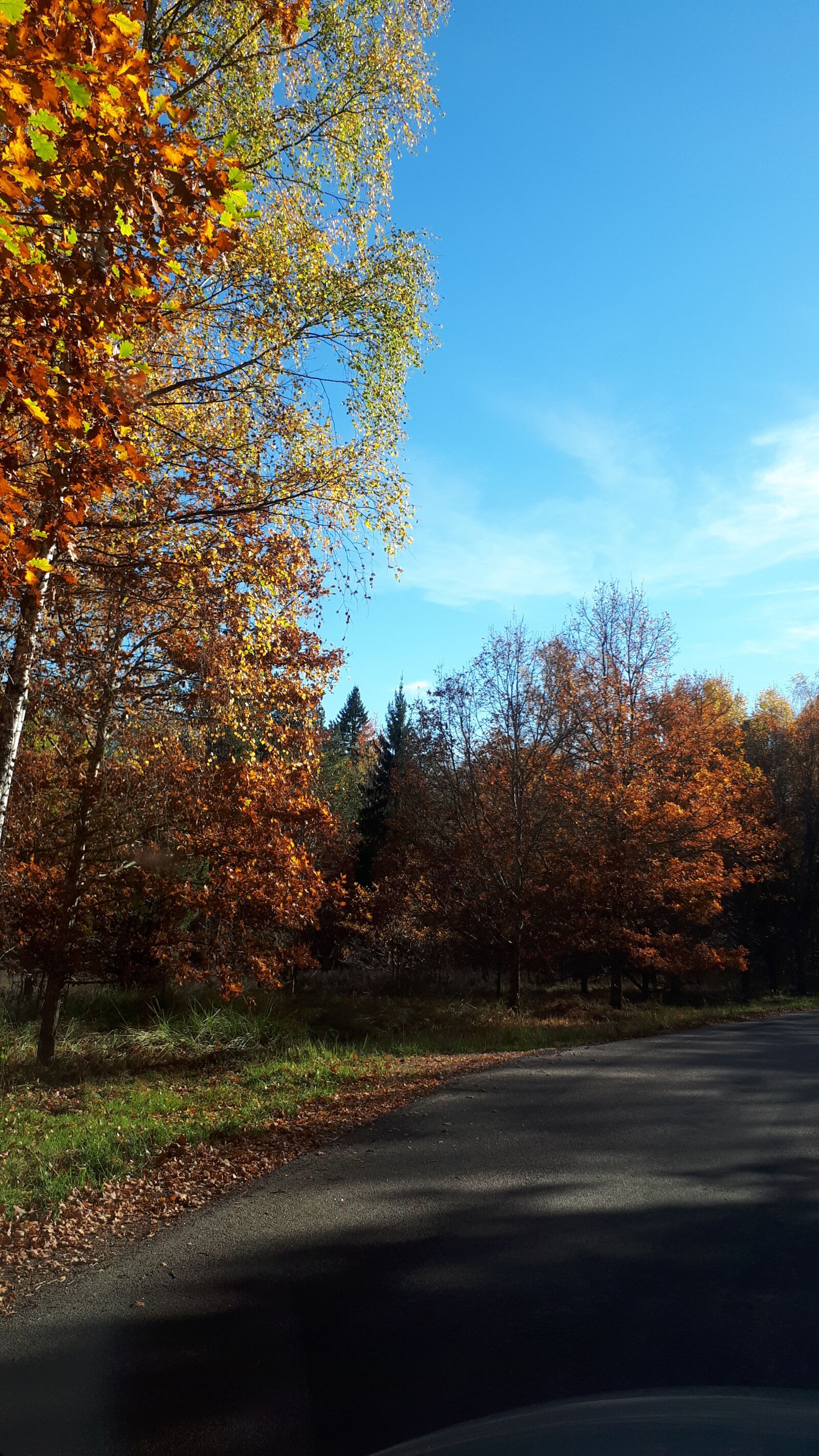 Samsung Galaxy A5(2017) sample photo. Autumn leaves, autumn, tree photography