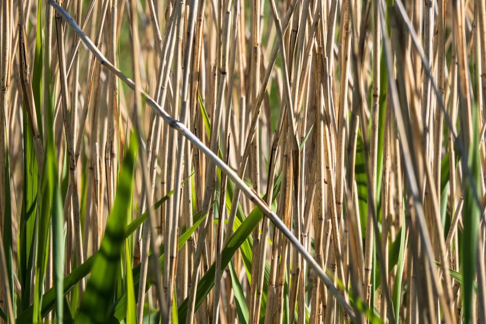 Canon PowerShot G3 X sample photo. Reed, grass, marsh plant photography