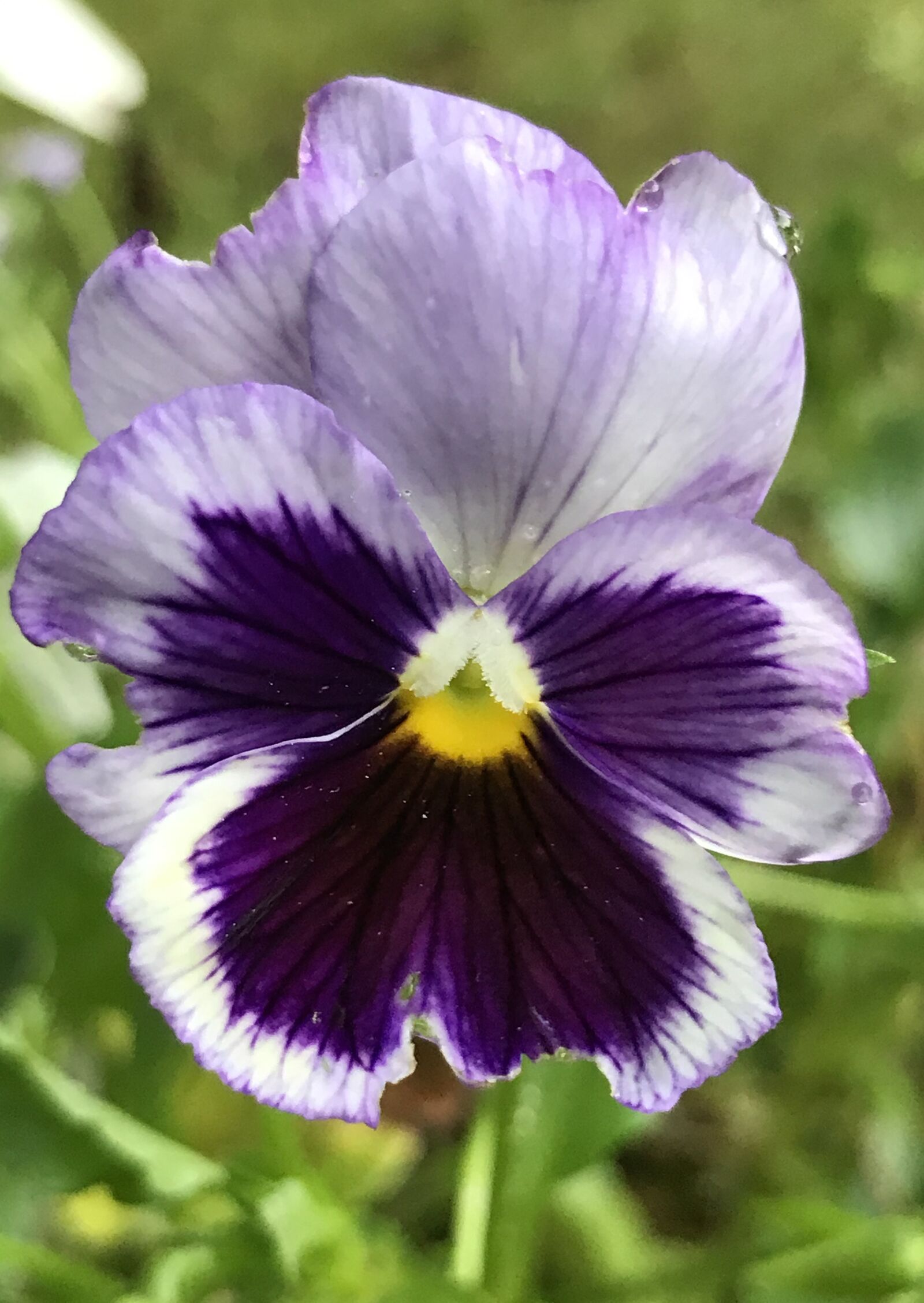 iPhone 7 Plus back dual camera 3.99mm f/1.8 sample photo. Flower, spring, bloom photography