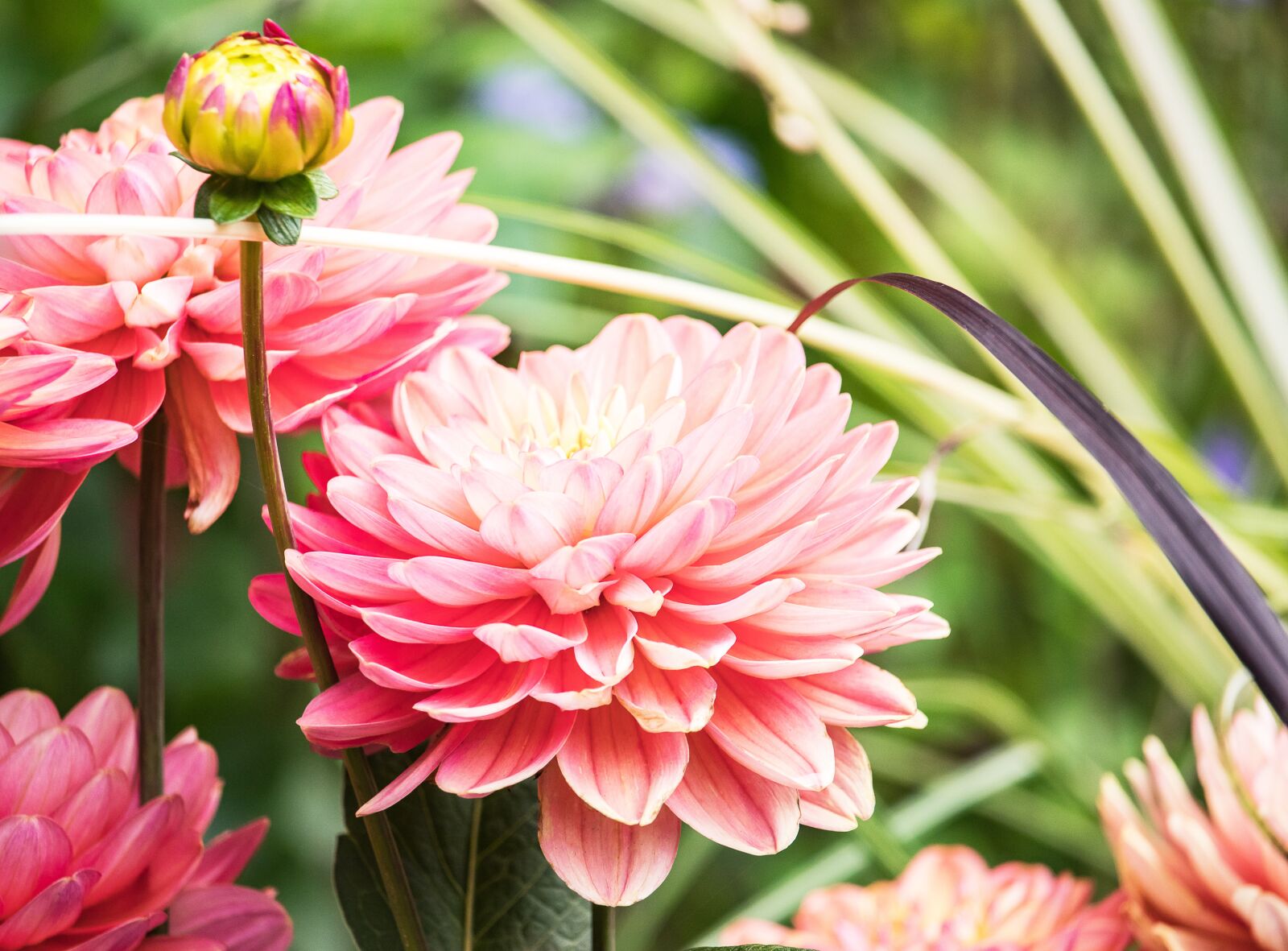 Canon EF-S 55-250mm F4-5.6 IS STM sample photo. Dahlia, blossom, bloom photography