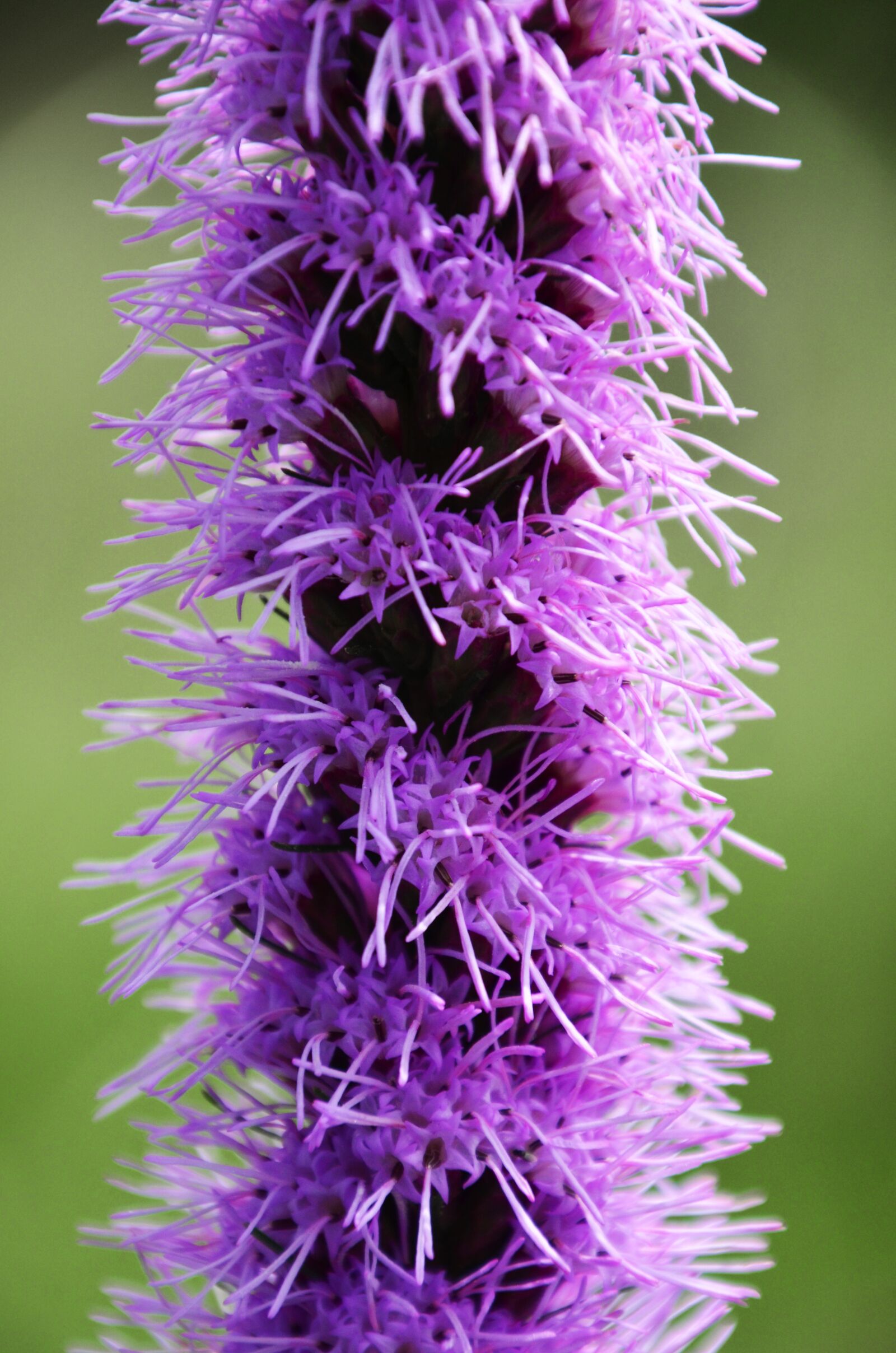 Nikon D7000 sample photo. Purple, abstract, díszcsorba photography