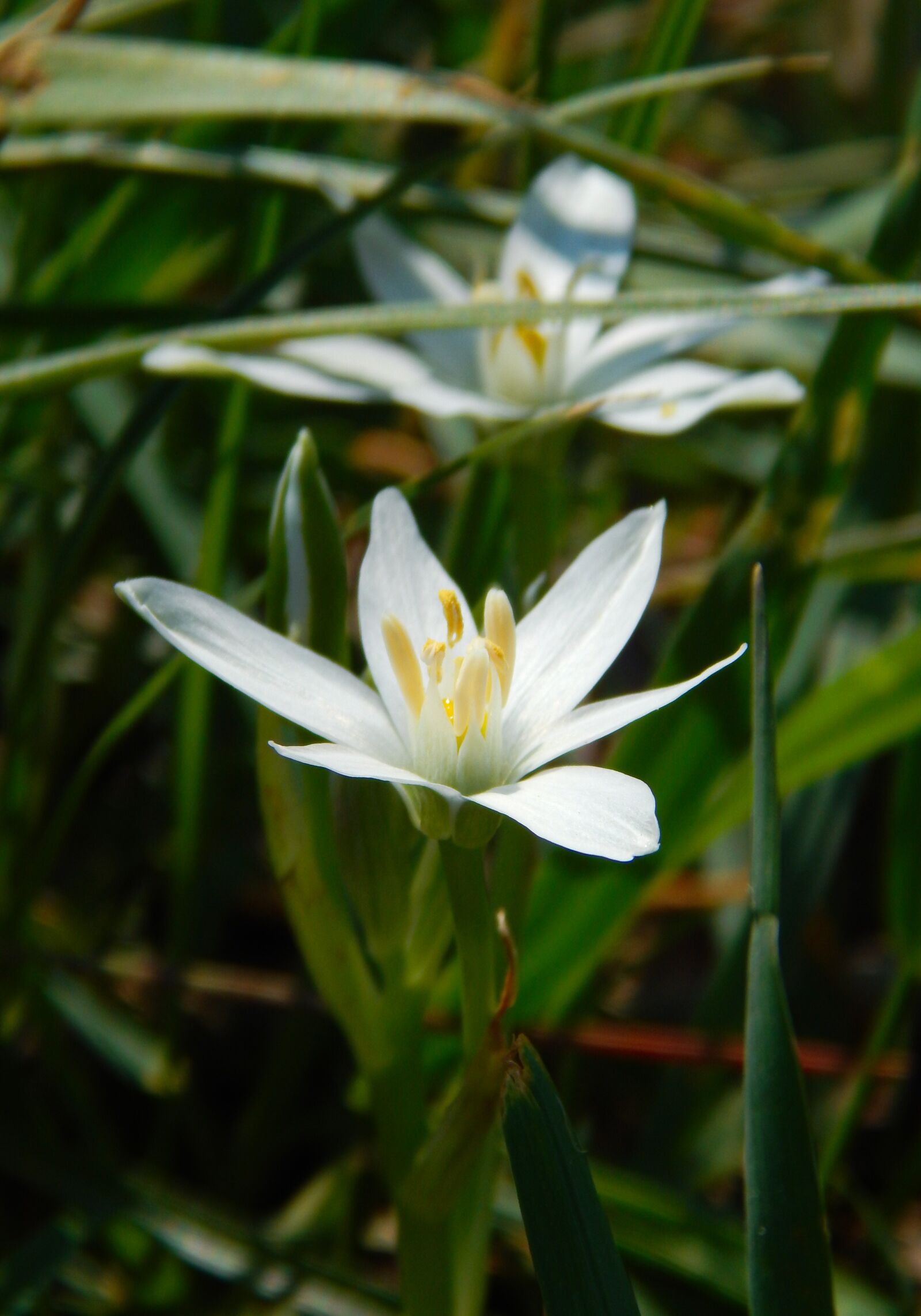 Nikon Coolpix L820 sample photo. Flower, spring, green photography