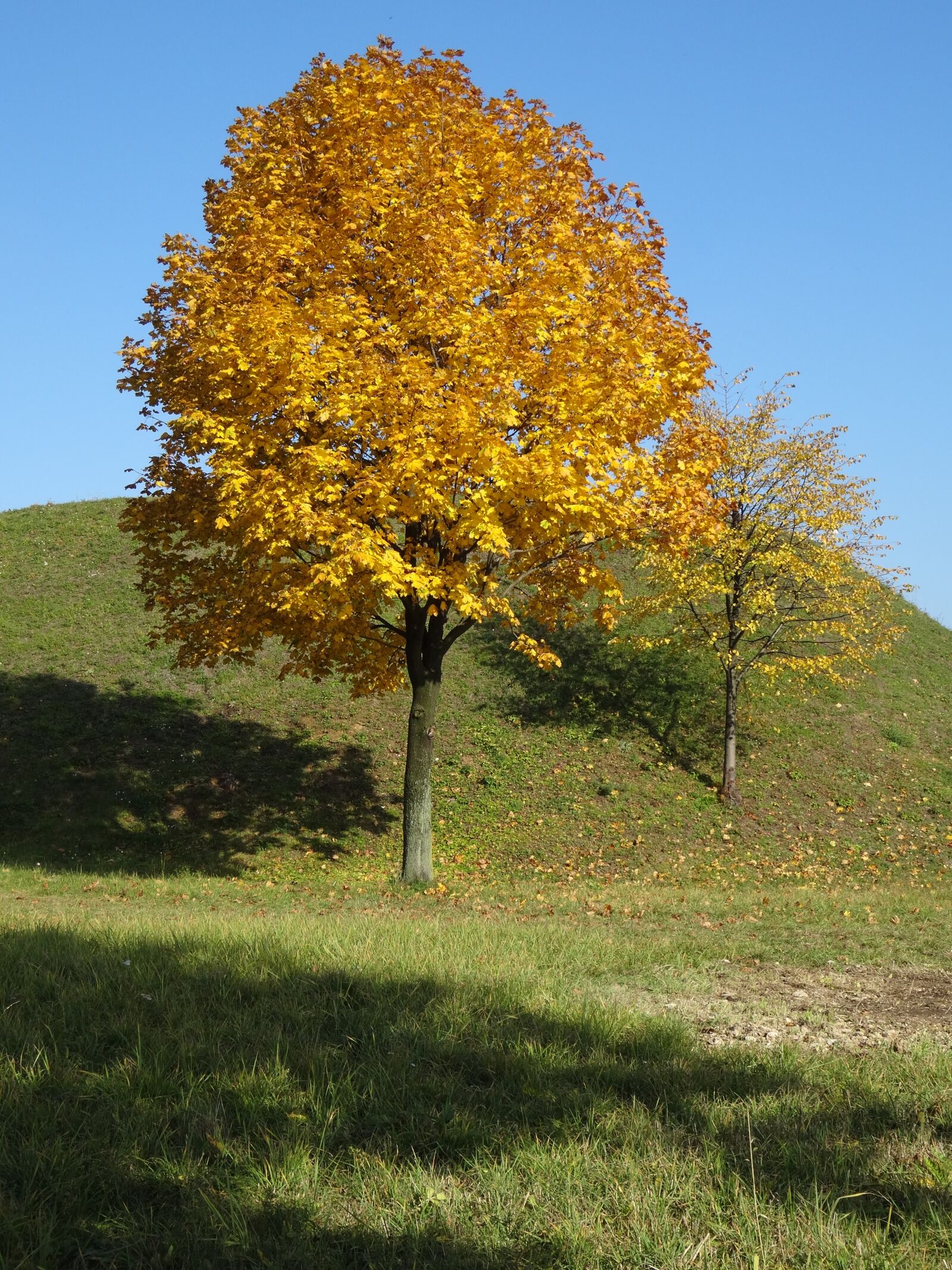Sony Cyber-shot DSC-WX300 sample photo. Tree, foliage, autumn photography