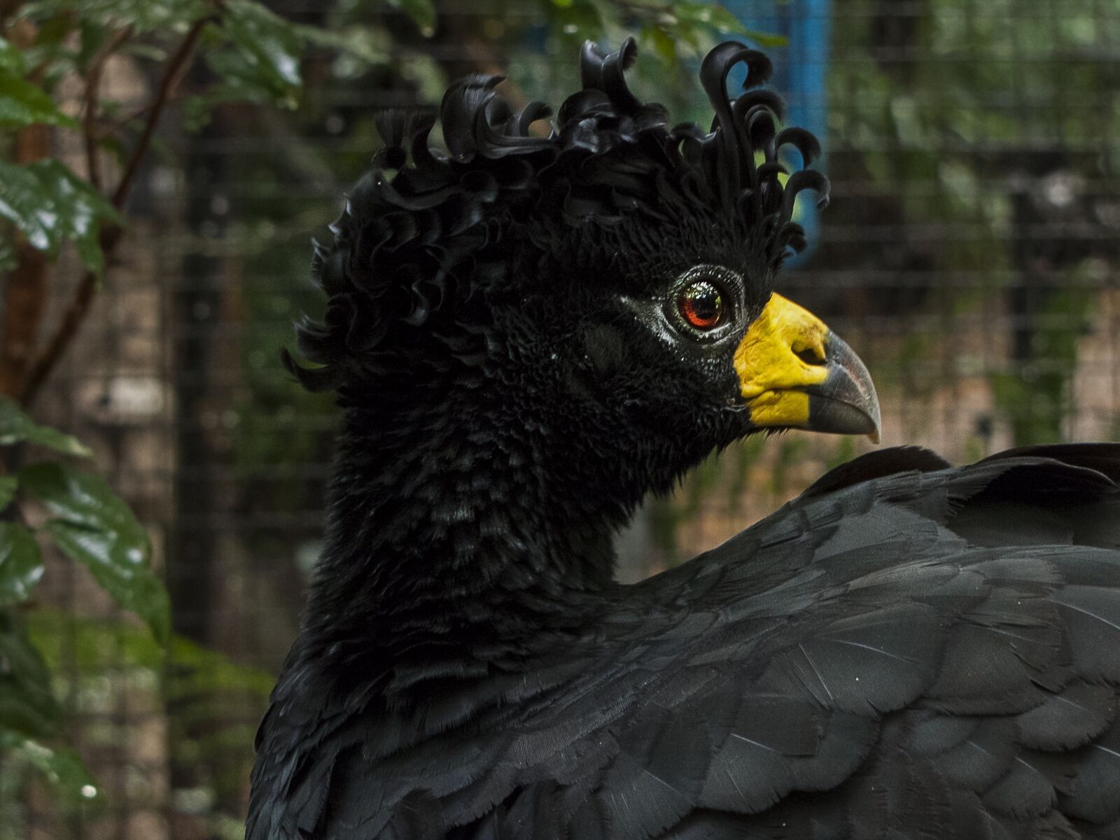 Canon PowerShot SX1 IS sample photo. Bird, blackbird, brazil photography