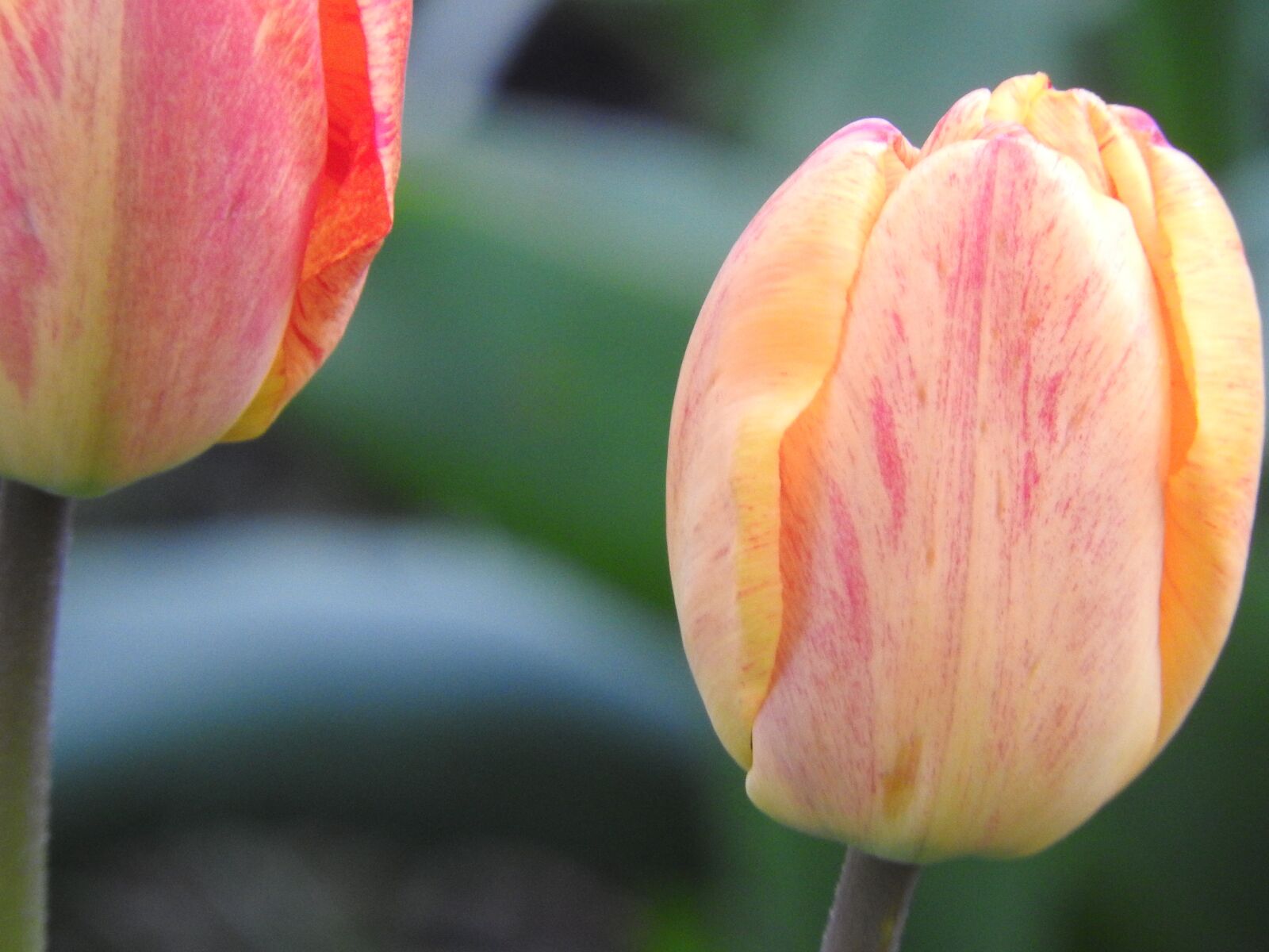 Nikon Coolpix P610 sample photo. Tulip, flower, spring photography
