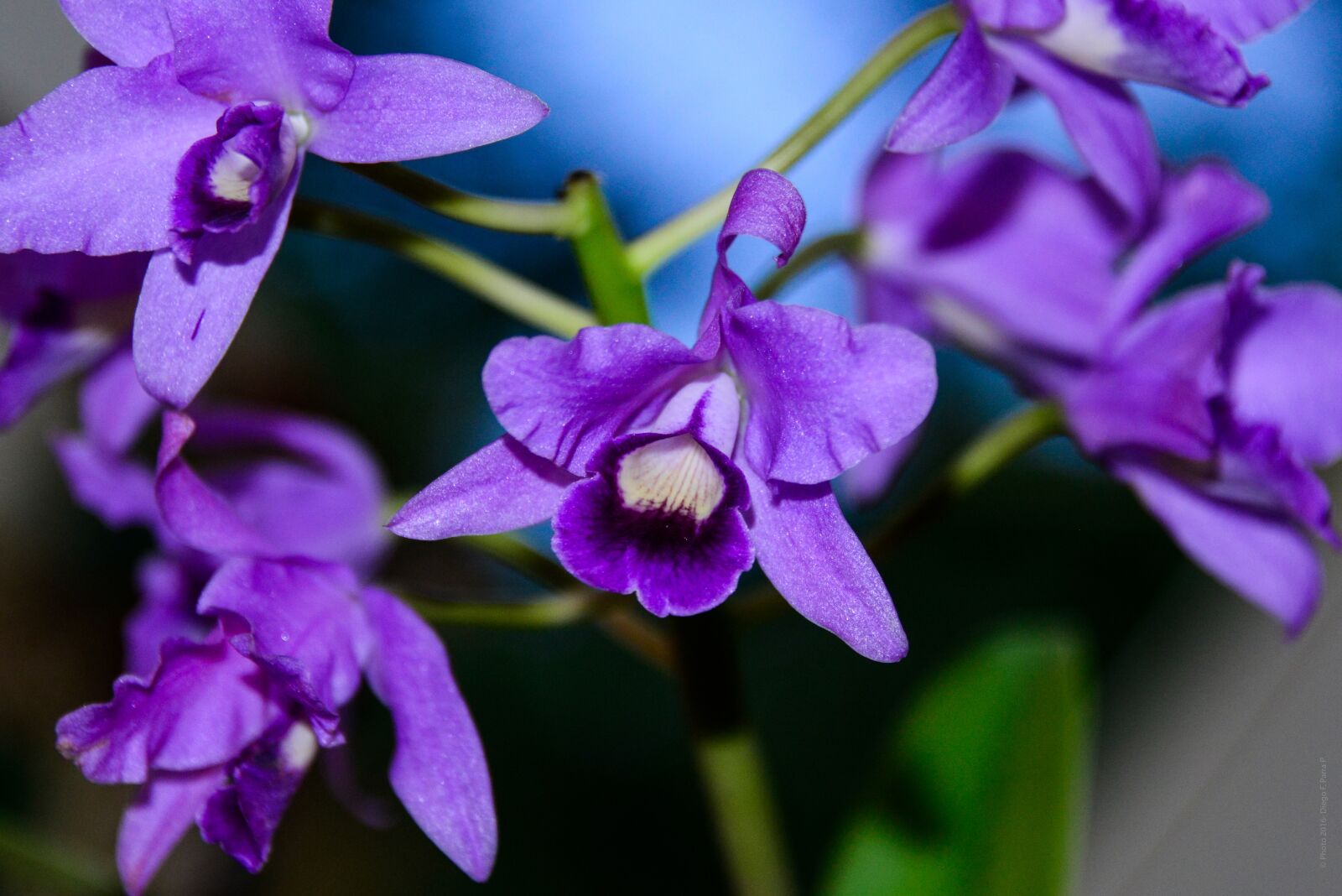 Nikon D800 sample photo. Art, beautiful flowers, bloom photography
