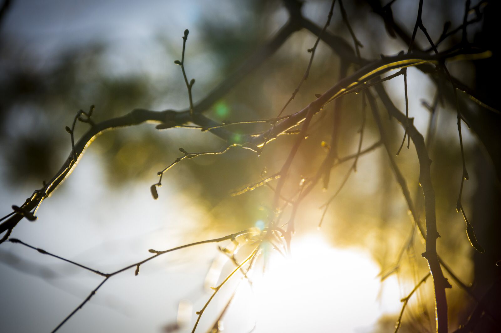 Nikon D3200 sample photo. Nature, autumn, tree photography