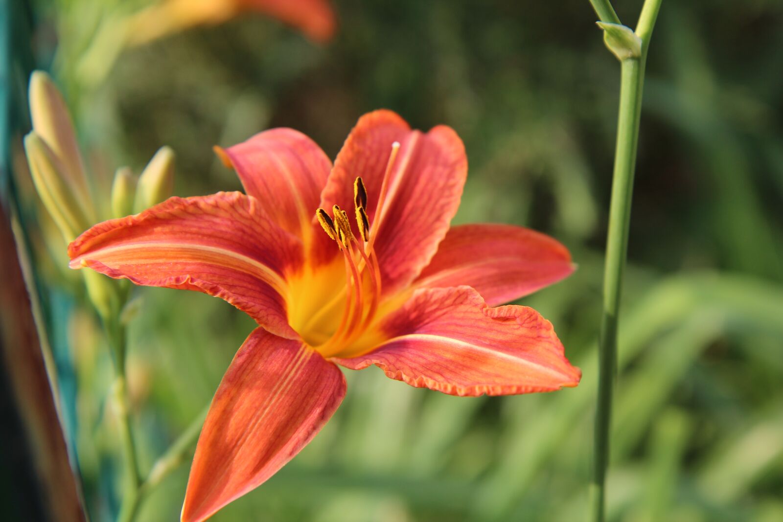 Canon EOS 600D (Rebel EOS T3i / EOS Kiss X5) sample photo. Lys, oriental lily, orange photography