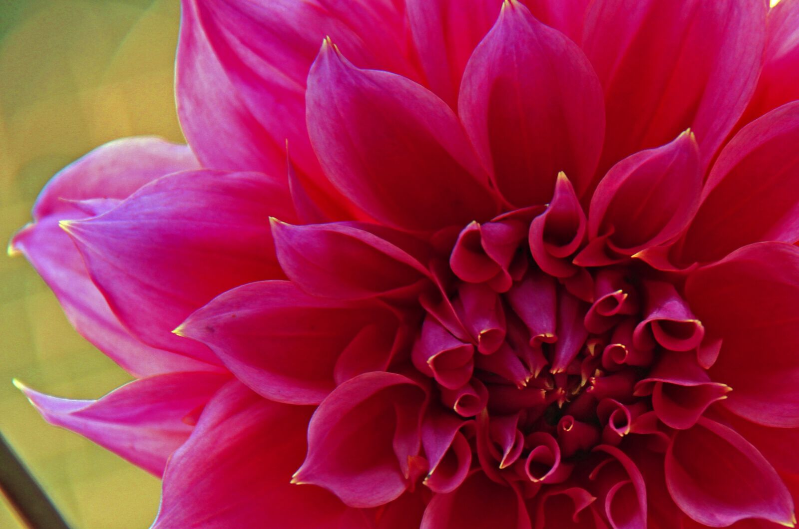 Canon EOS 7D sample photo. Dahlia, bud, flower photography
