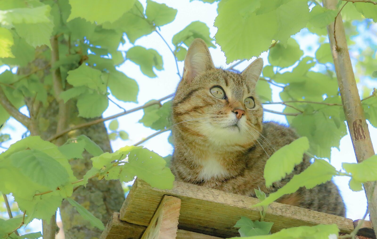 Canon EF-S 18-200mm F3.5-5.6 IS sample photo. Cat, perched, cabin photography