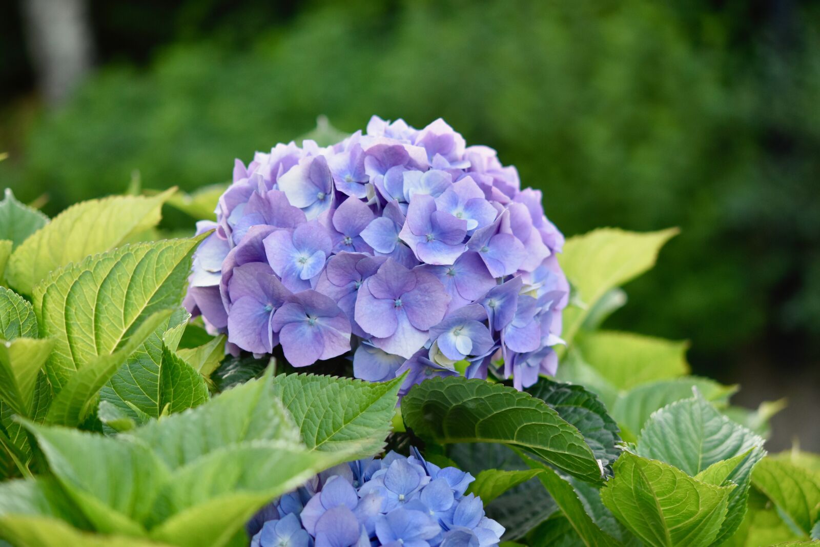 Nikon D5600 sample photo. Flower, hydrangea, flower color photography
