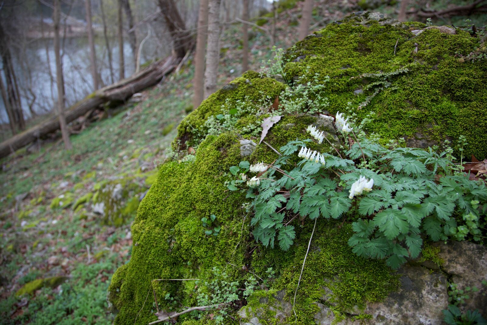 Canon EOS 5D Mark II sample photo. Spring, woods, forest, nature photography
