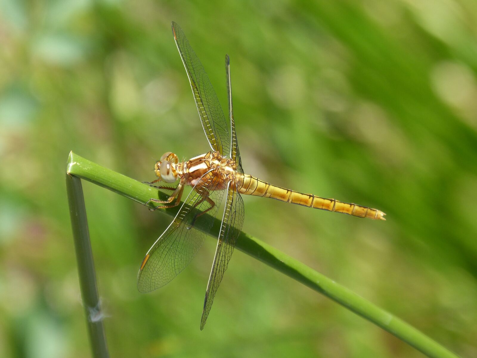 Panasonic DMC-FZ62 sample photo. Dragonfly, golden dragonfly, sympetrum photography