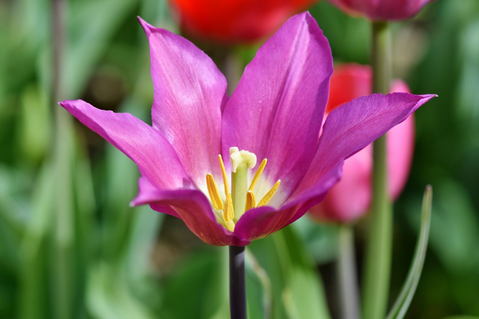 Nikon D7200 sample photo. Tulip, schnittblume, spring flowers photography