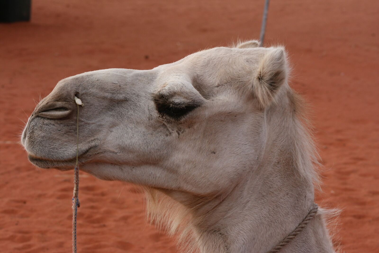 Canon EOS 400D (EOS Digital Rebel XTi / EOS Kiss Digital X) sample photo. Camel, head, animal photography